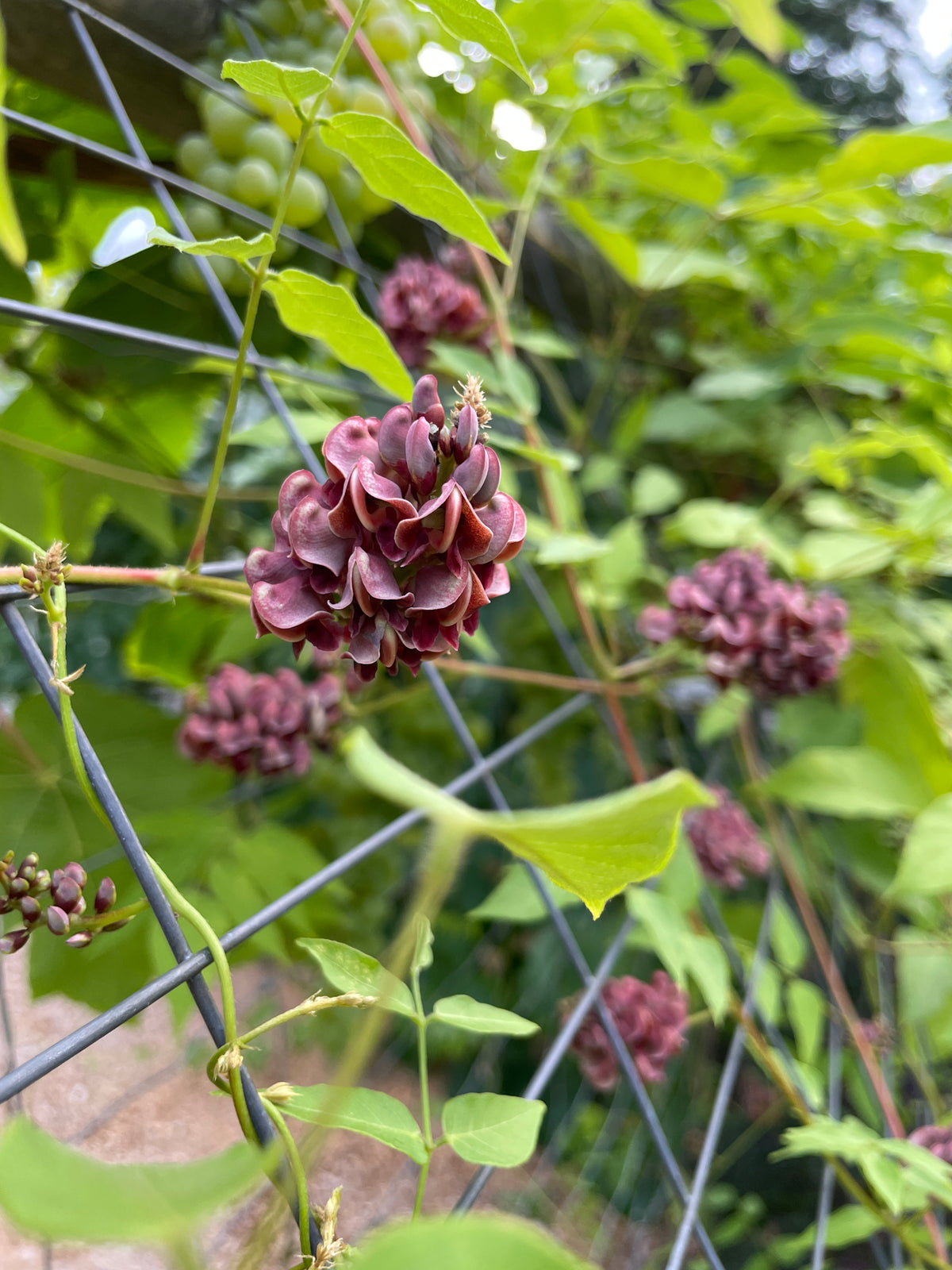 Groundnut