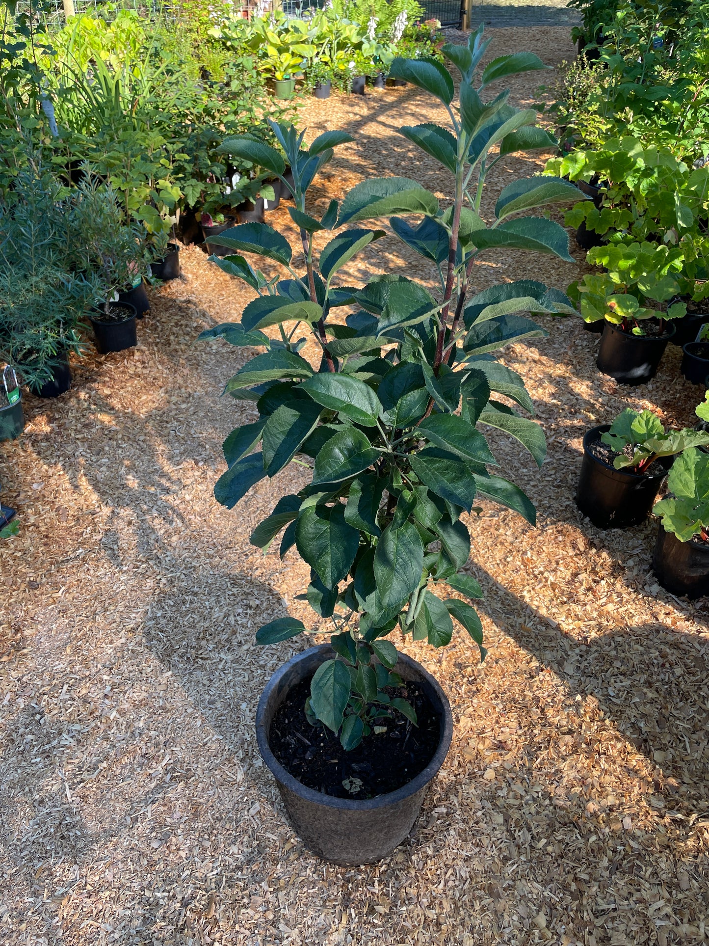 Columnar Apple Trees