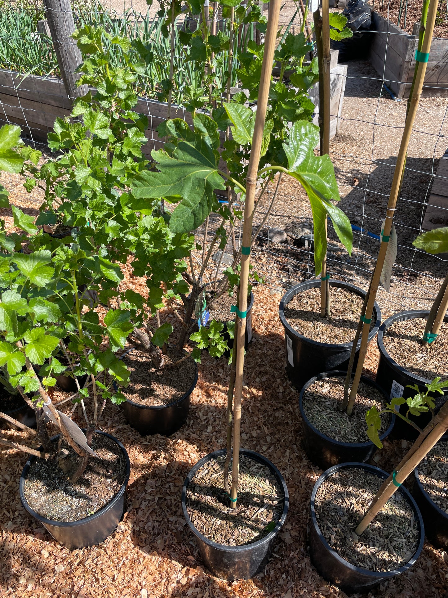 'Desert King' Fig Trees