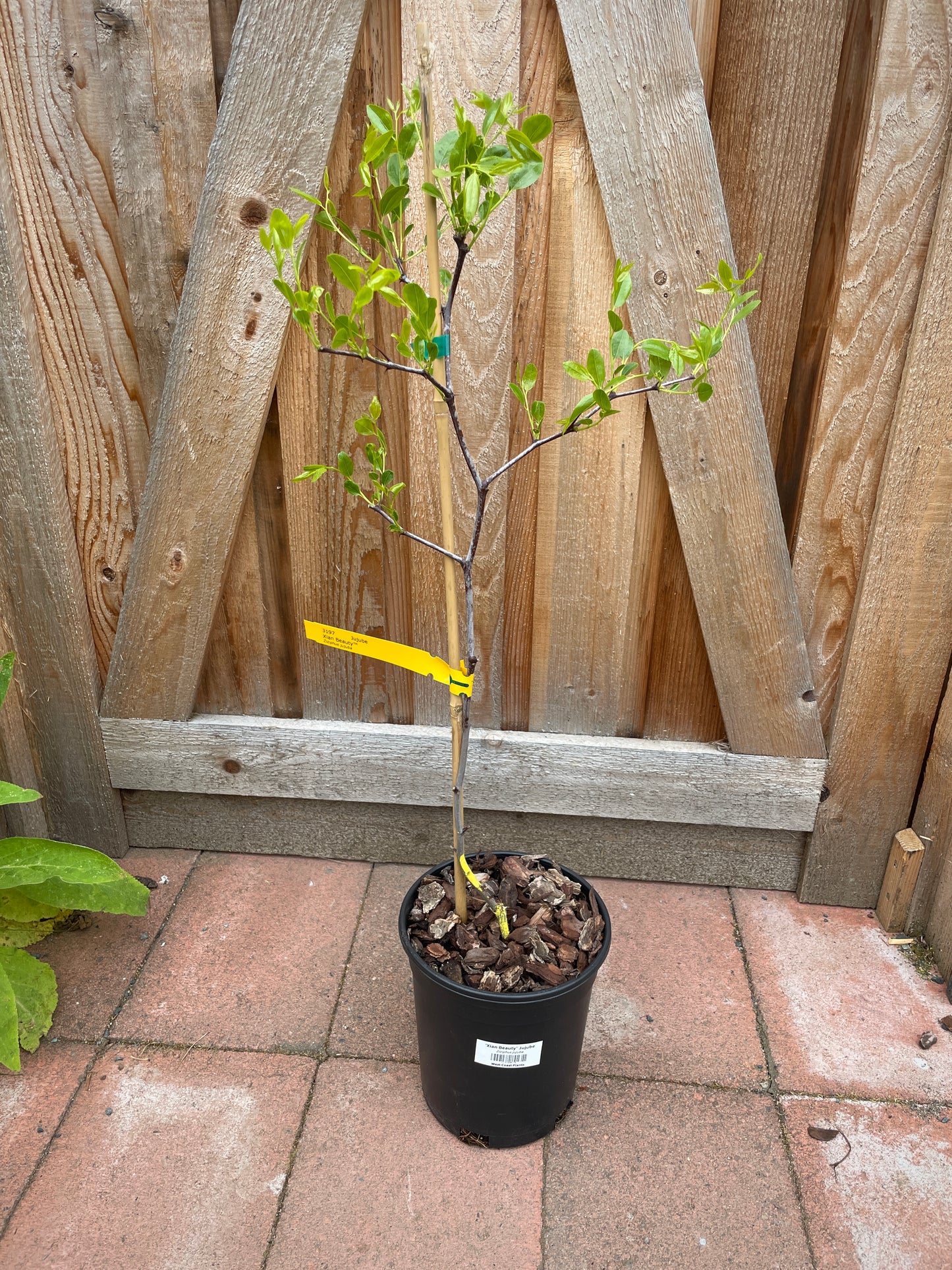 'Xian Beauty' Jujube