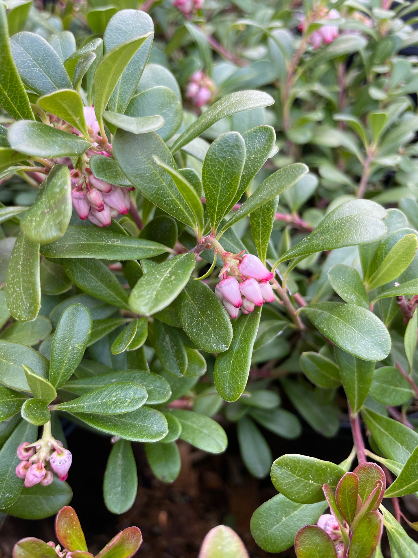 Kinnikinnick (Bearberry) Plants