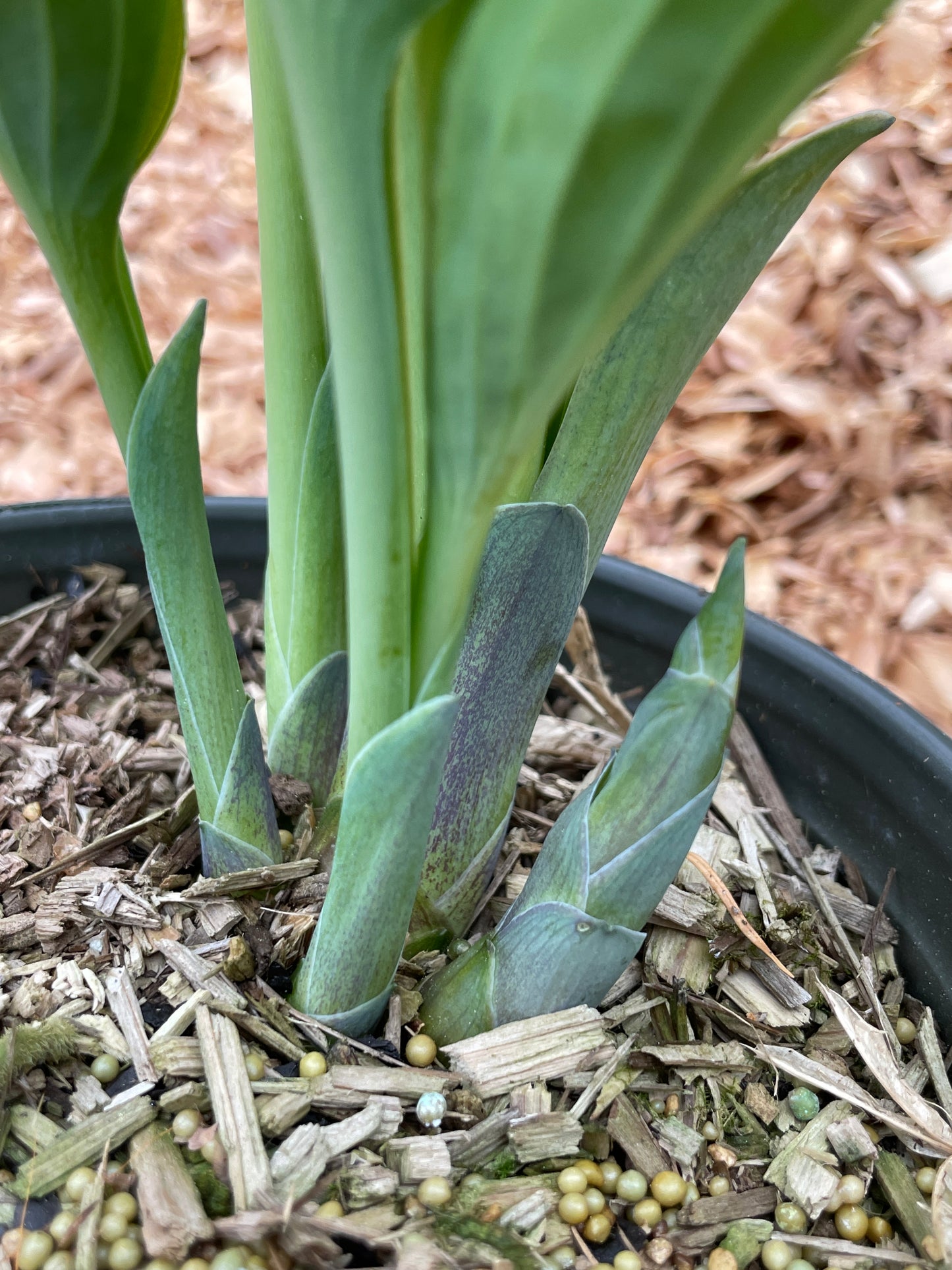 Hosta Plants