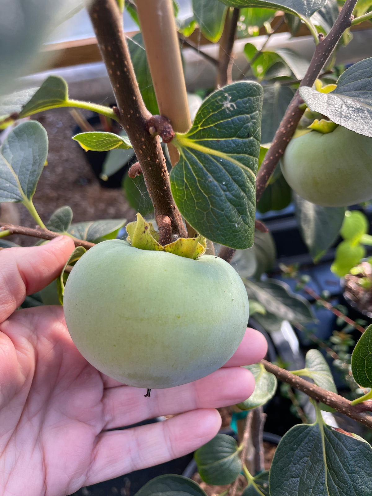 Nikita's Gift™ Hybrid Persimmon