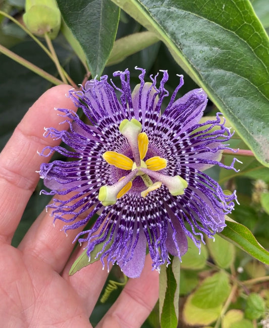 'Fata Confetto' Cold-Hardy Passionfruit (Maypop)