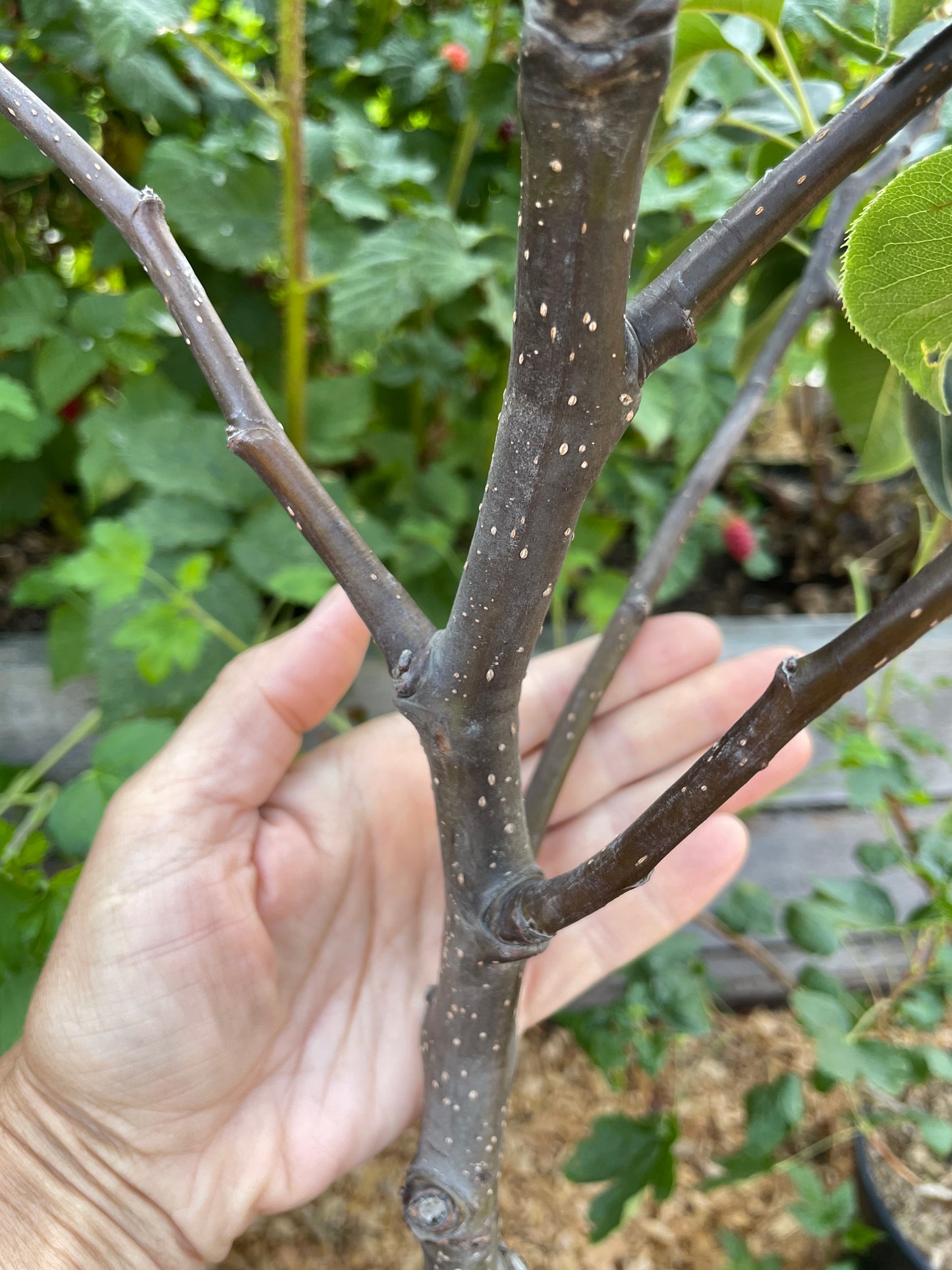 Asian Pear Trees