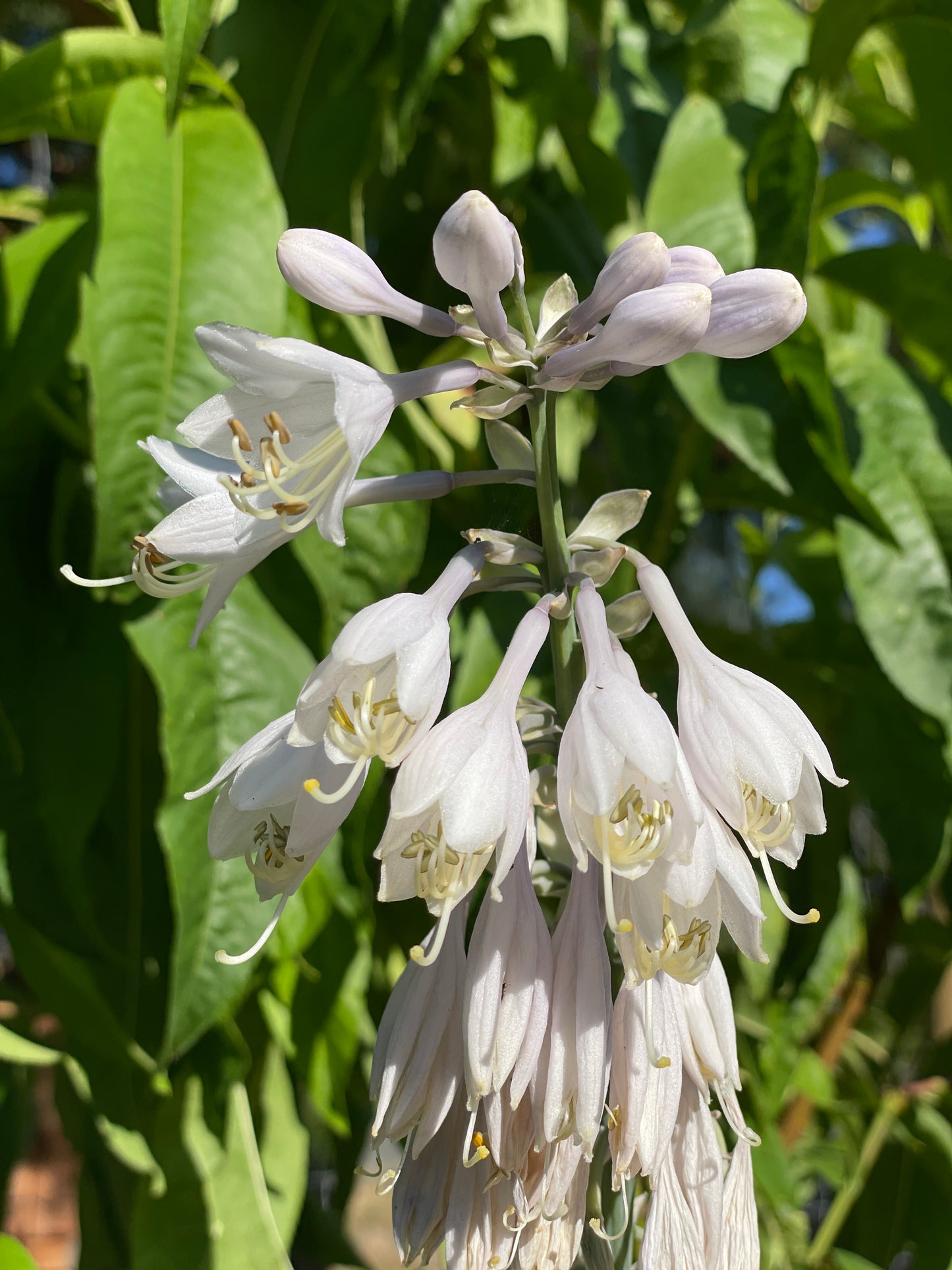 Hosta Plants