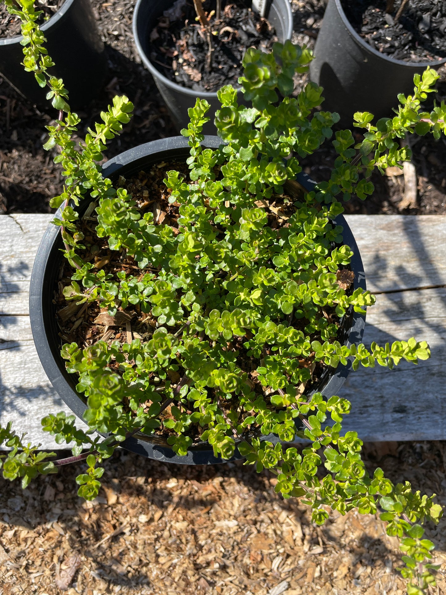 Alpine Mint Bush Plants