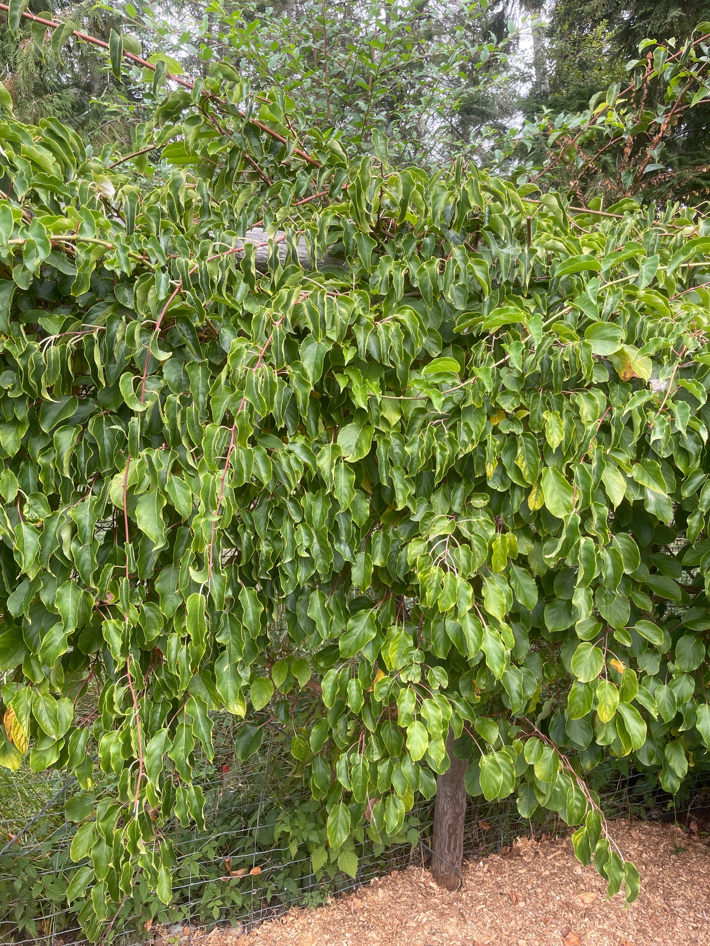 'Issai' Hardy Kiwi Vines