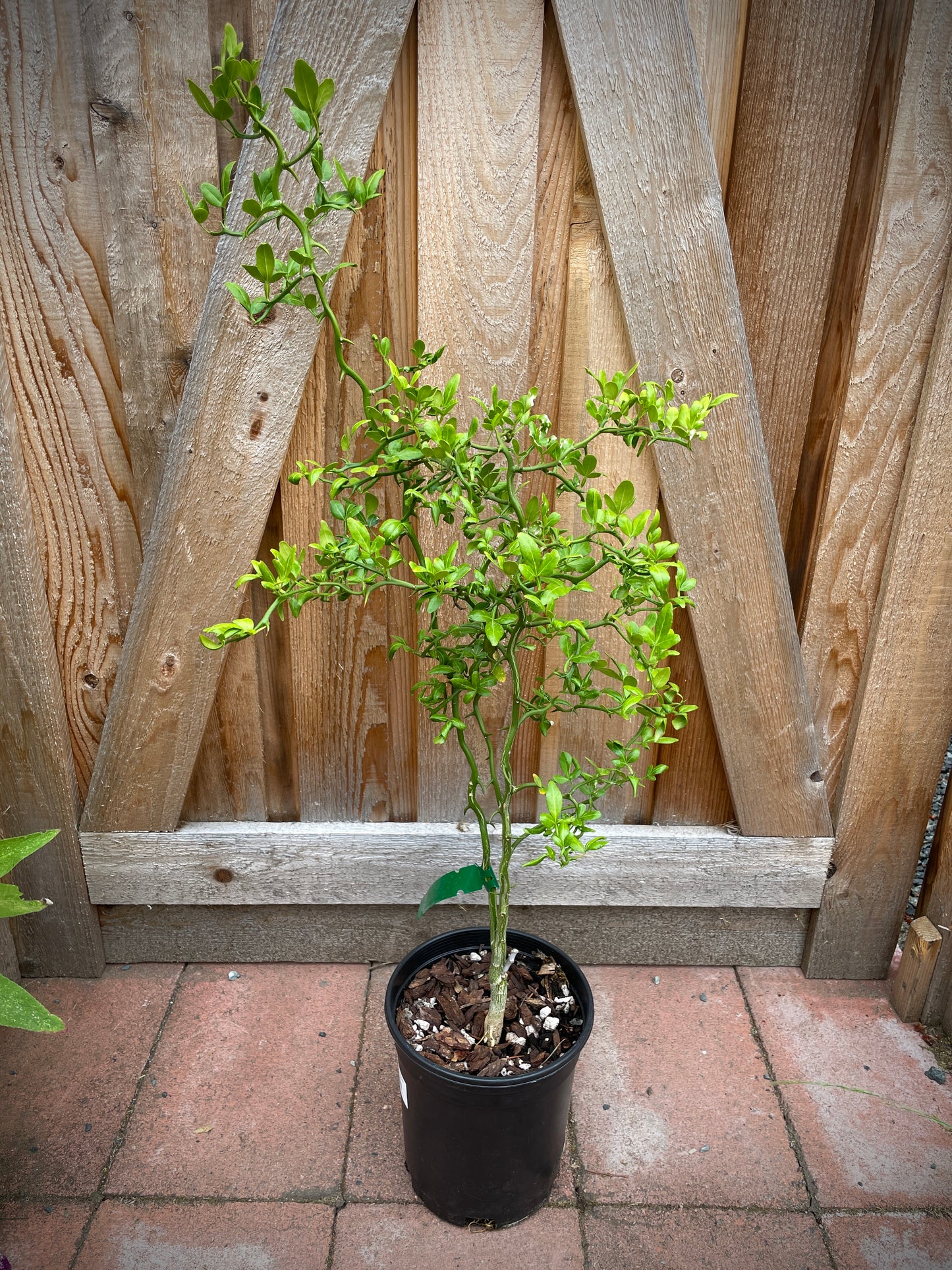 Flying Dragon (Hardy Citrus)