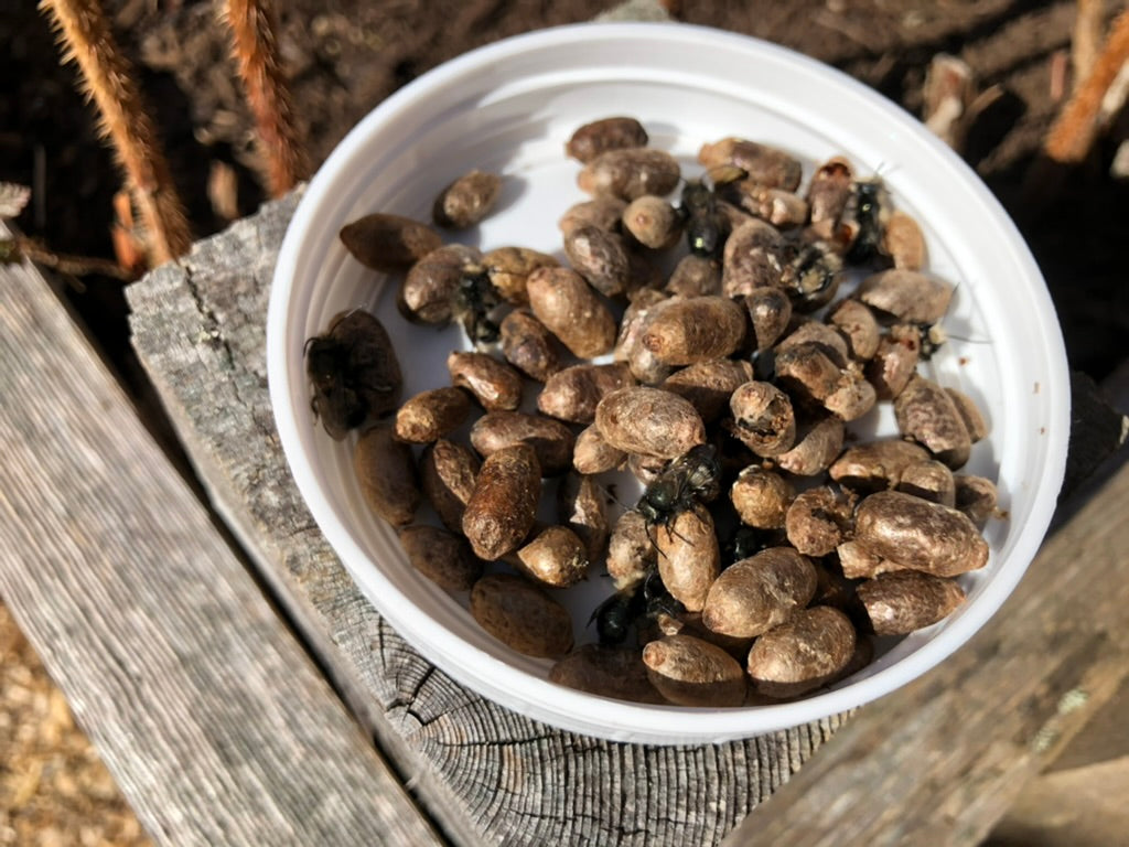 Live Mason Bee Cocoons