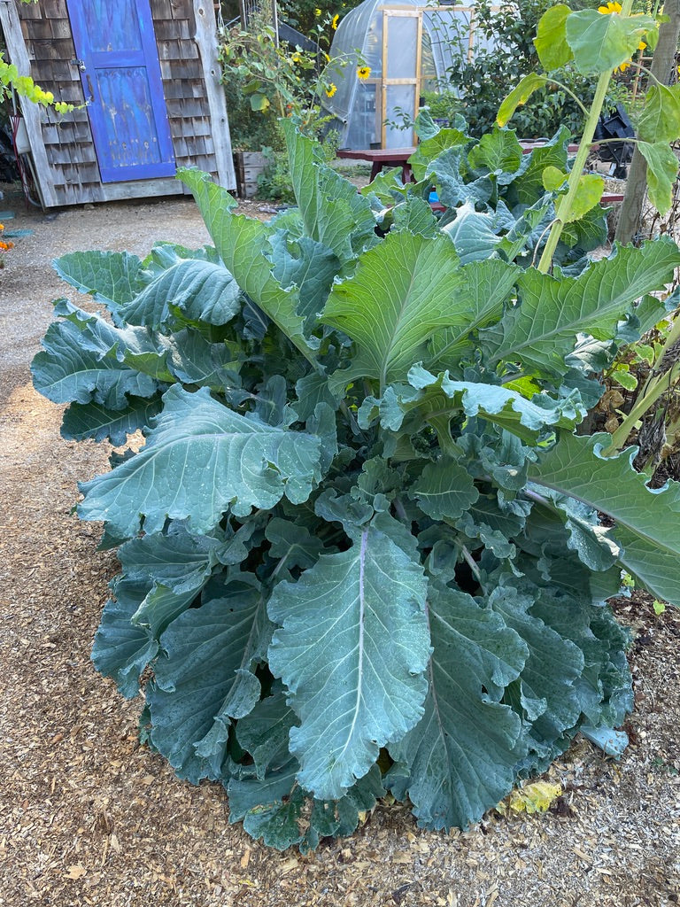 Perennial Kale