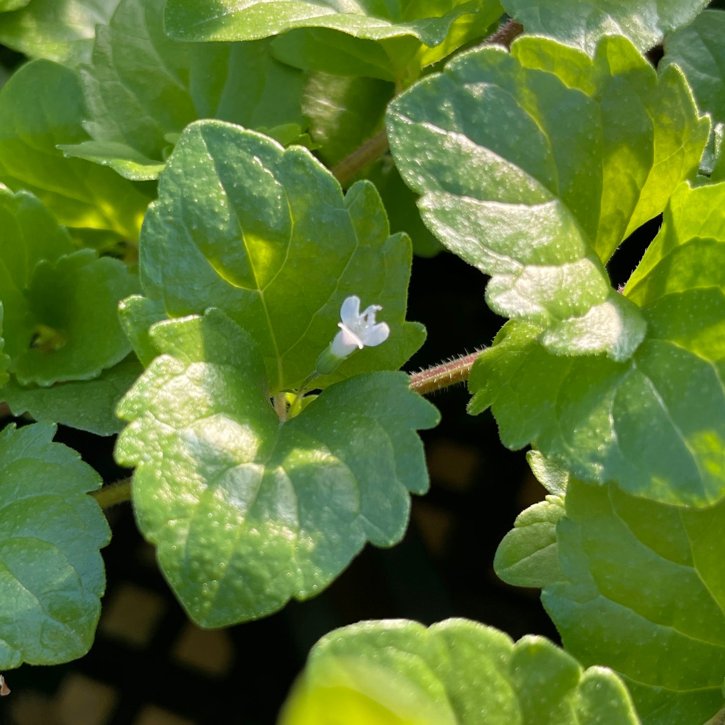Indian Mint