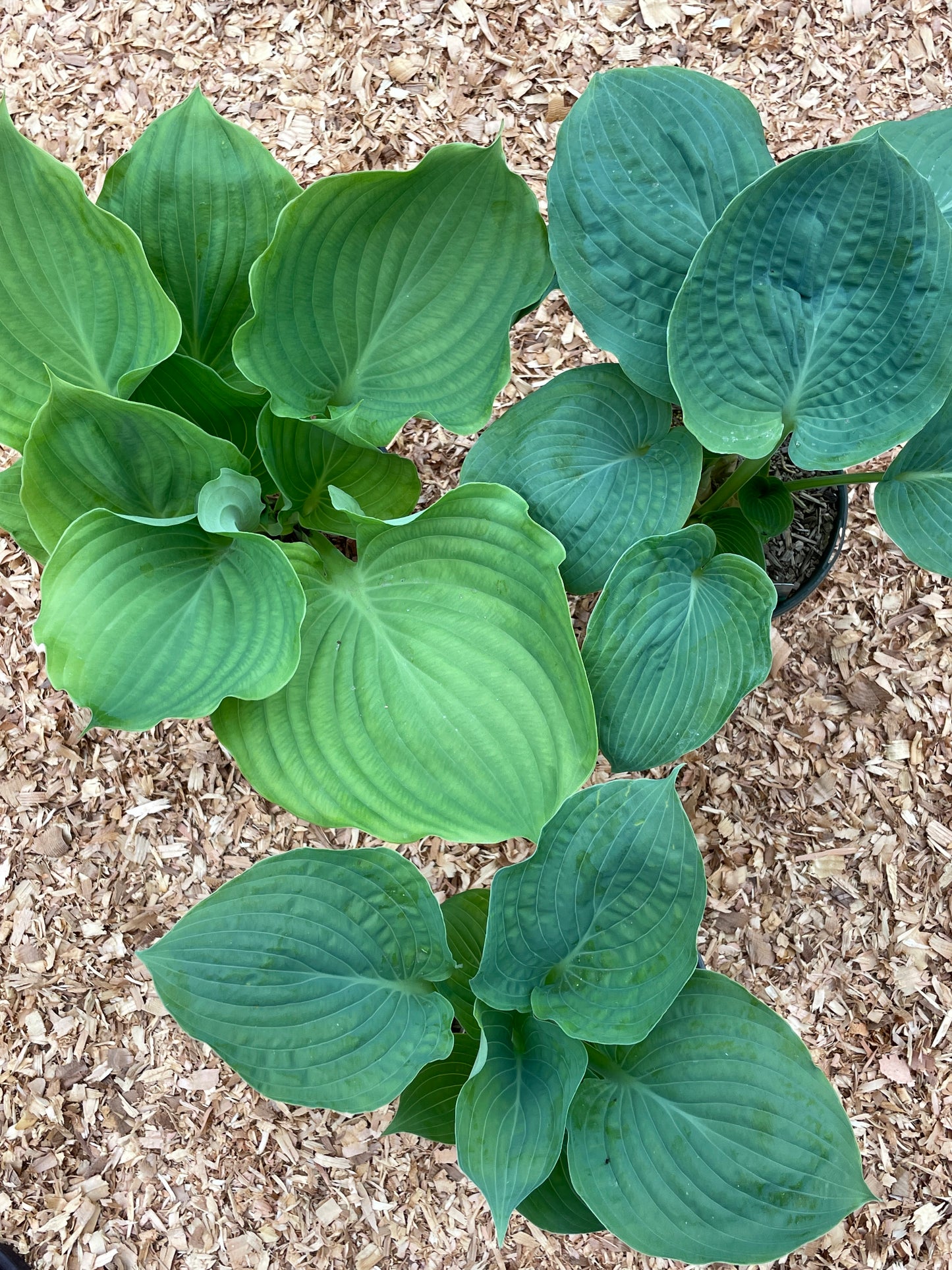 Hosta Plants