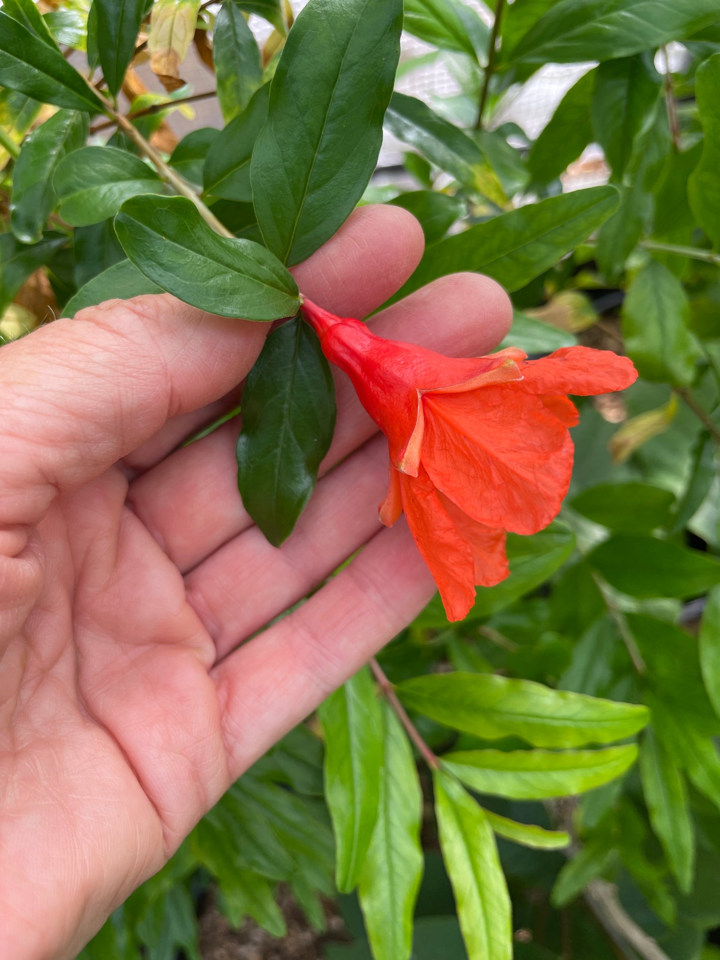 Pomegranate Plants