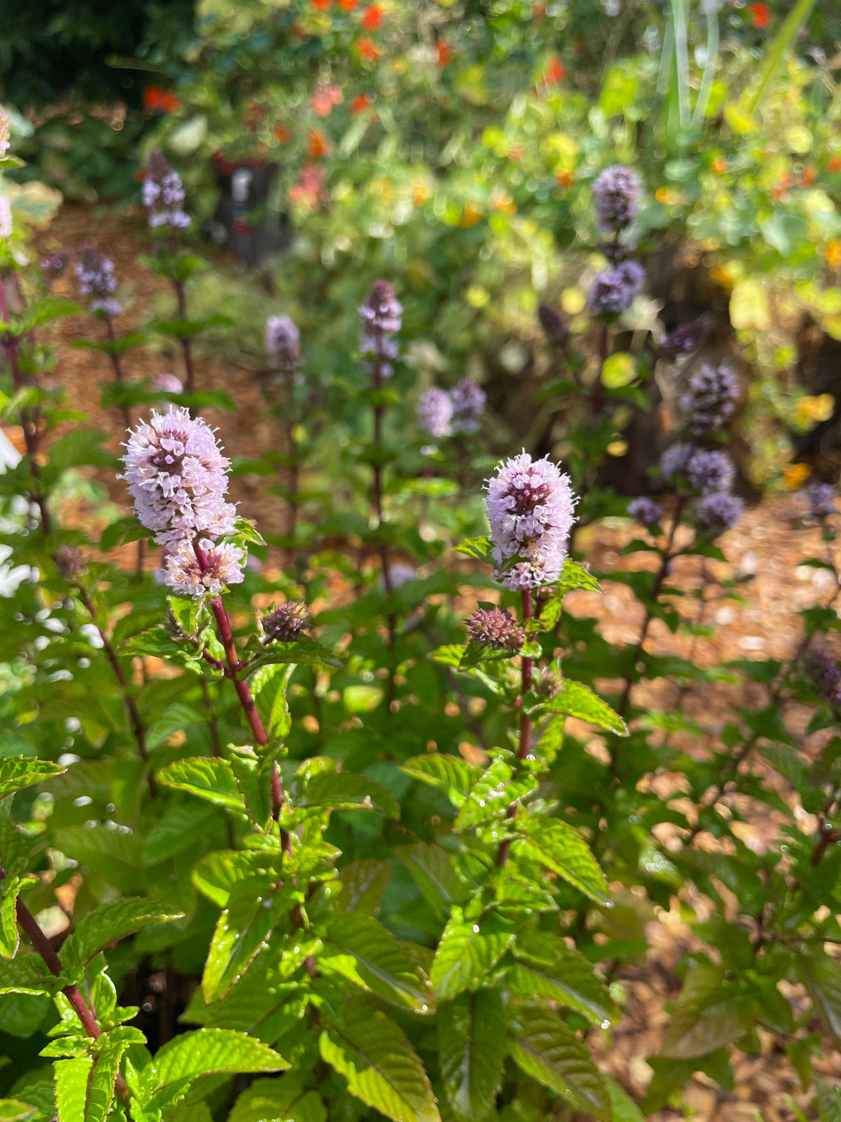 Blackcurrant Mint
