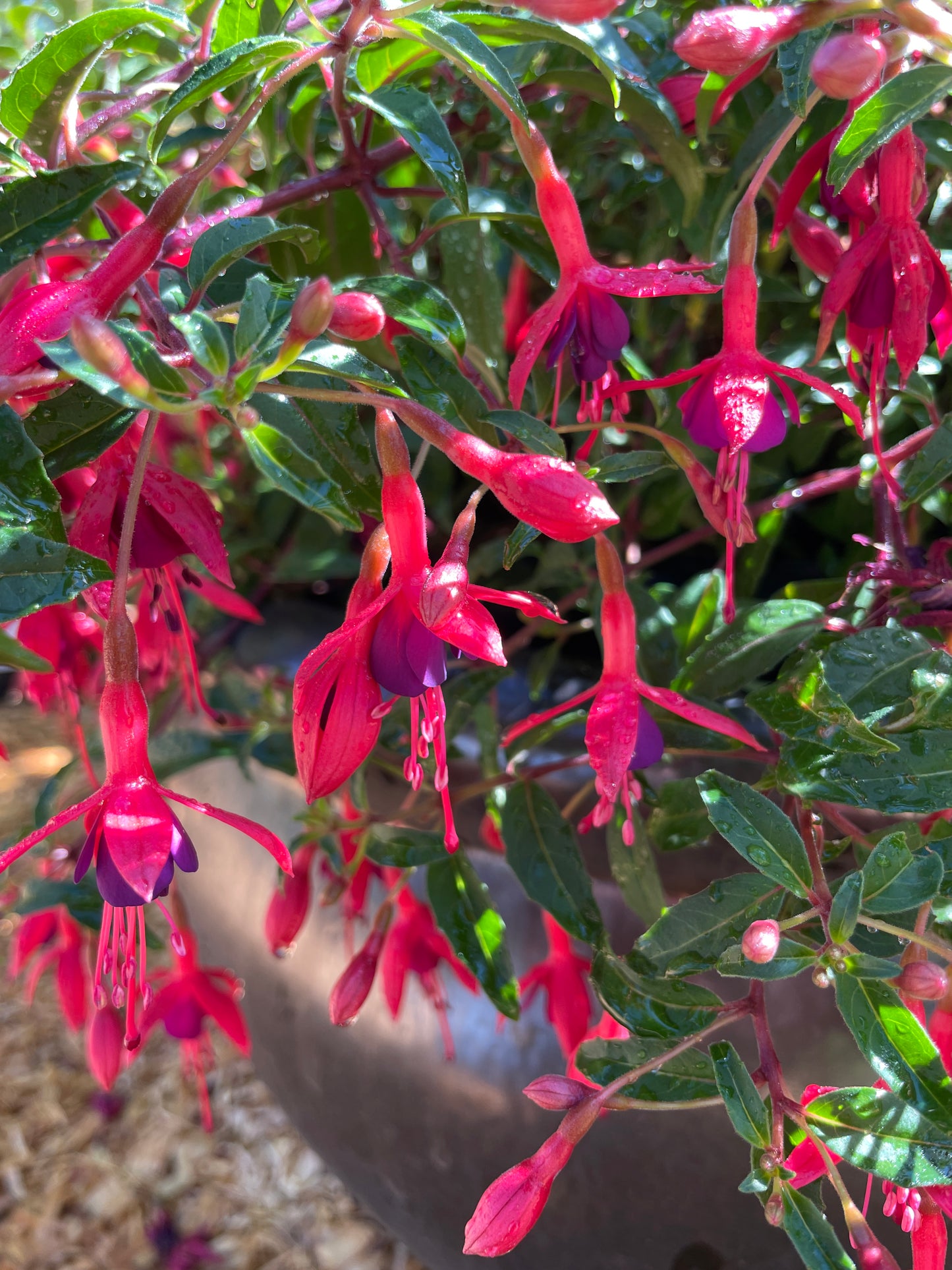 'Papoose' Hardy Fuchsia Plants