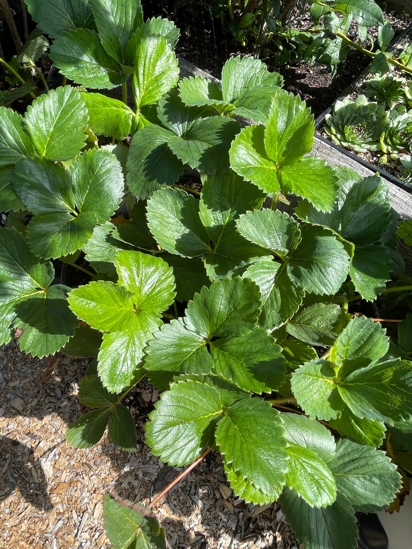 'Allstar' Strawberry Plants