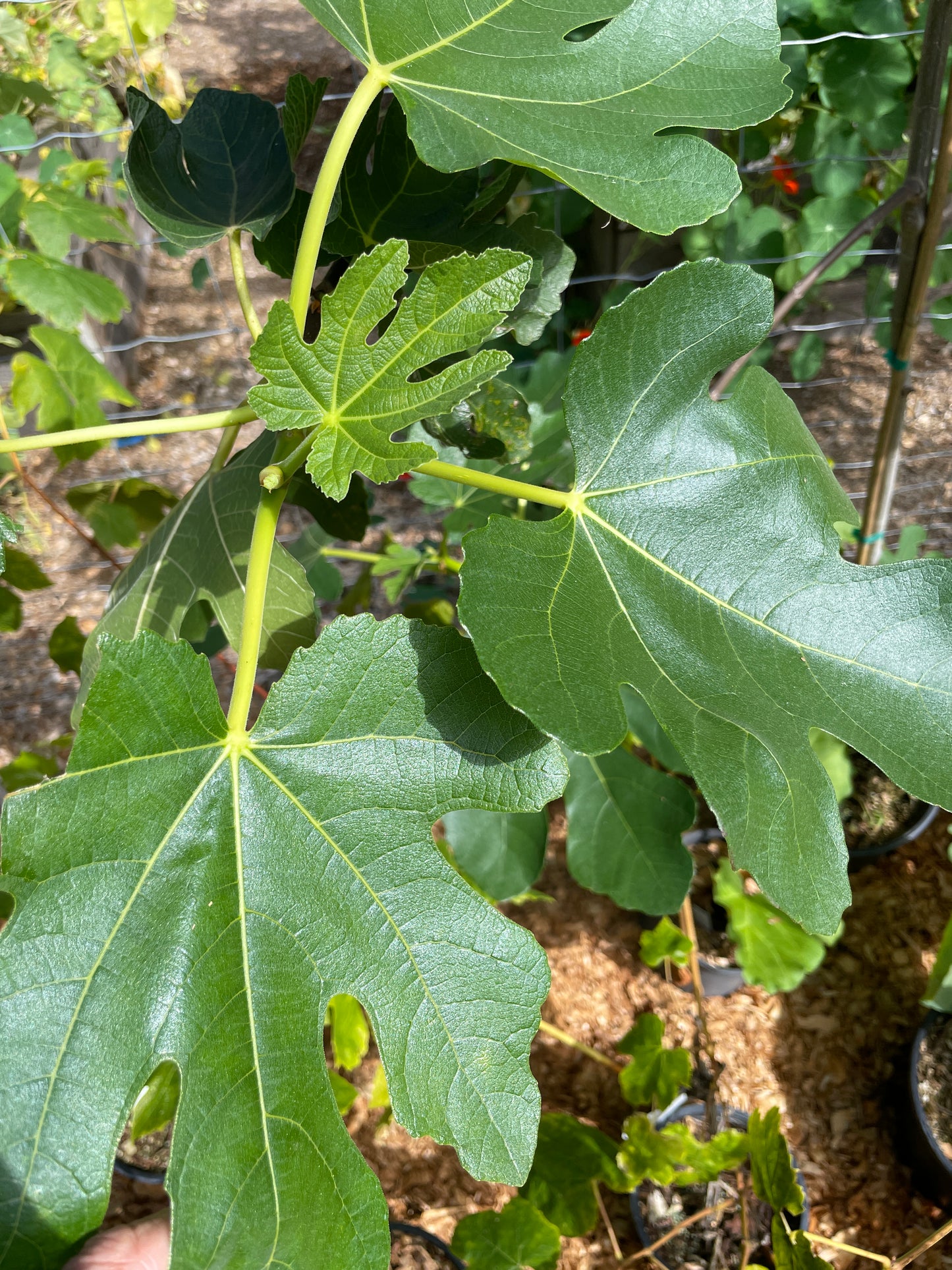 'Brown Turkey' Fig Trees