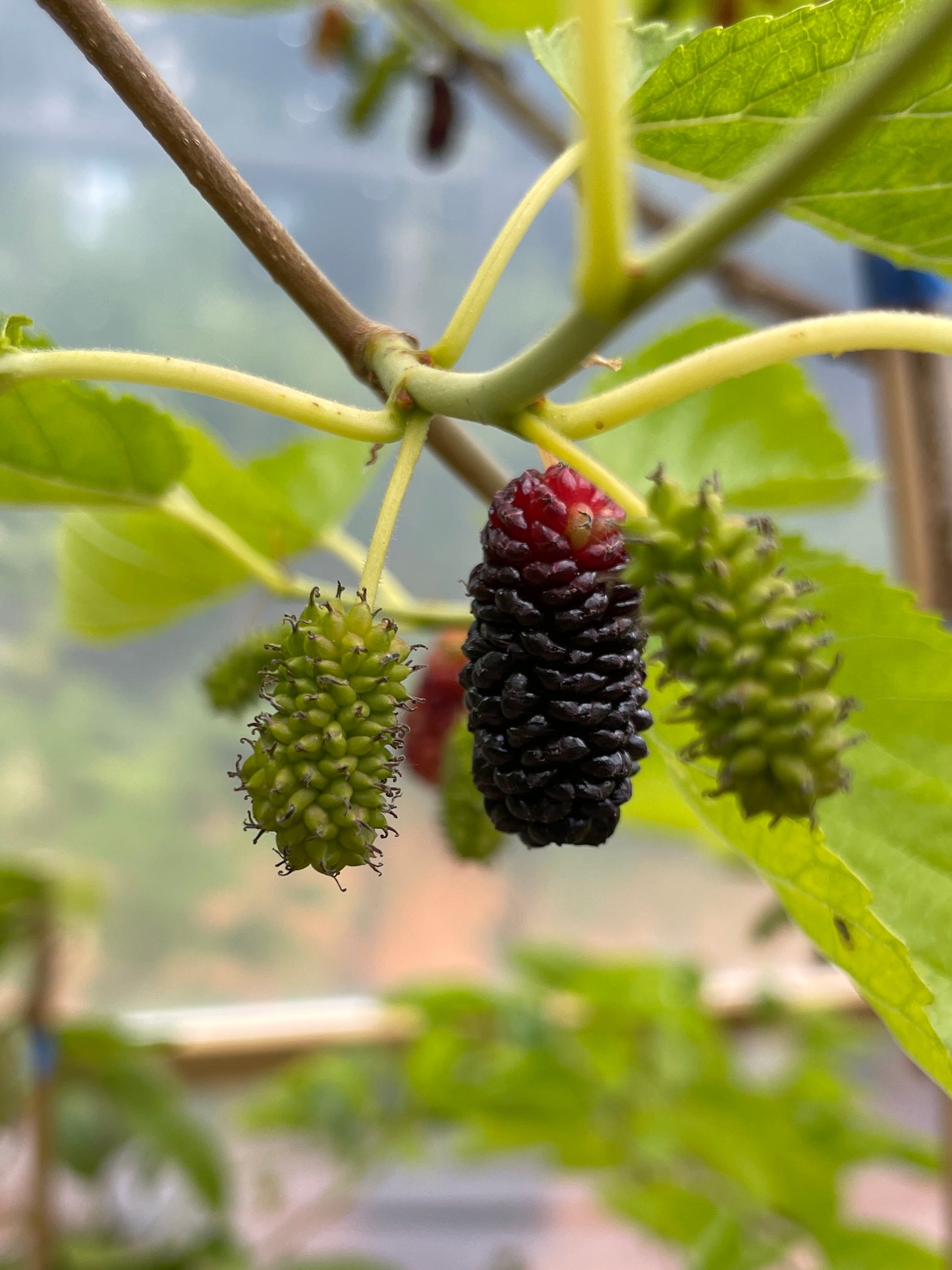 'Illinois Everbearing' Mulberry Trees