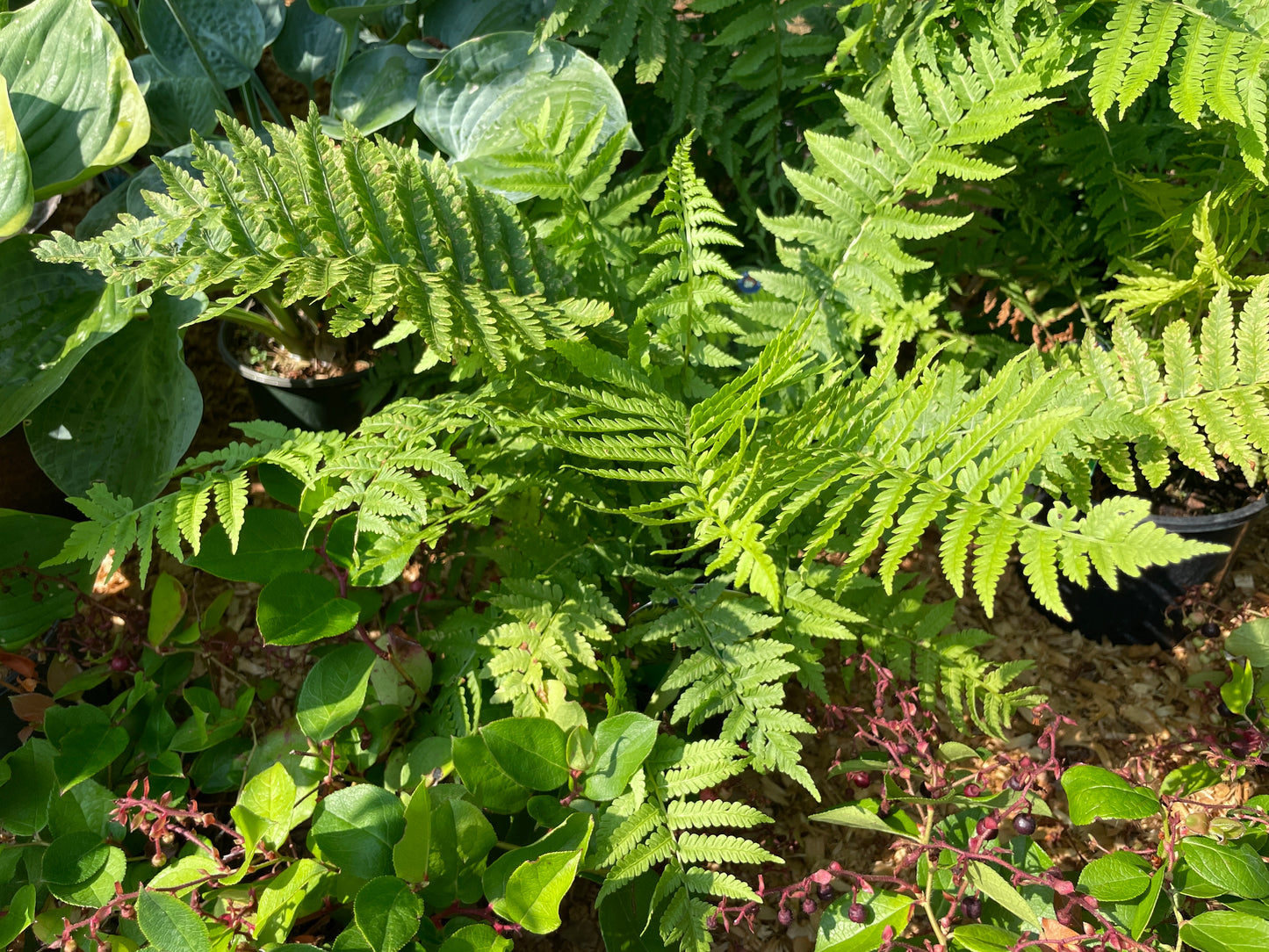 Ostrich Ferns