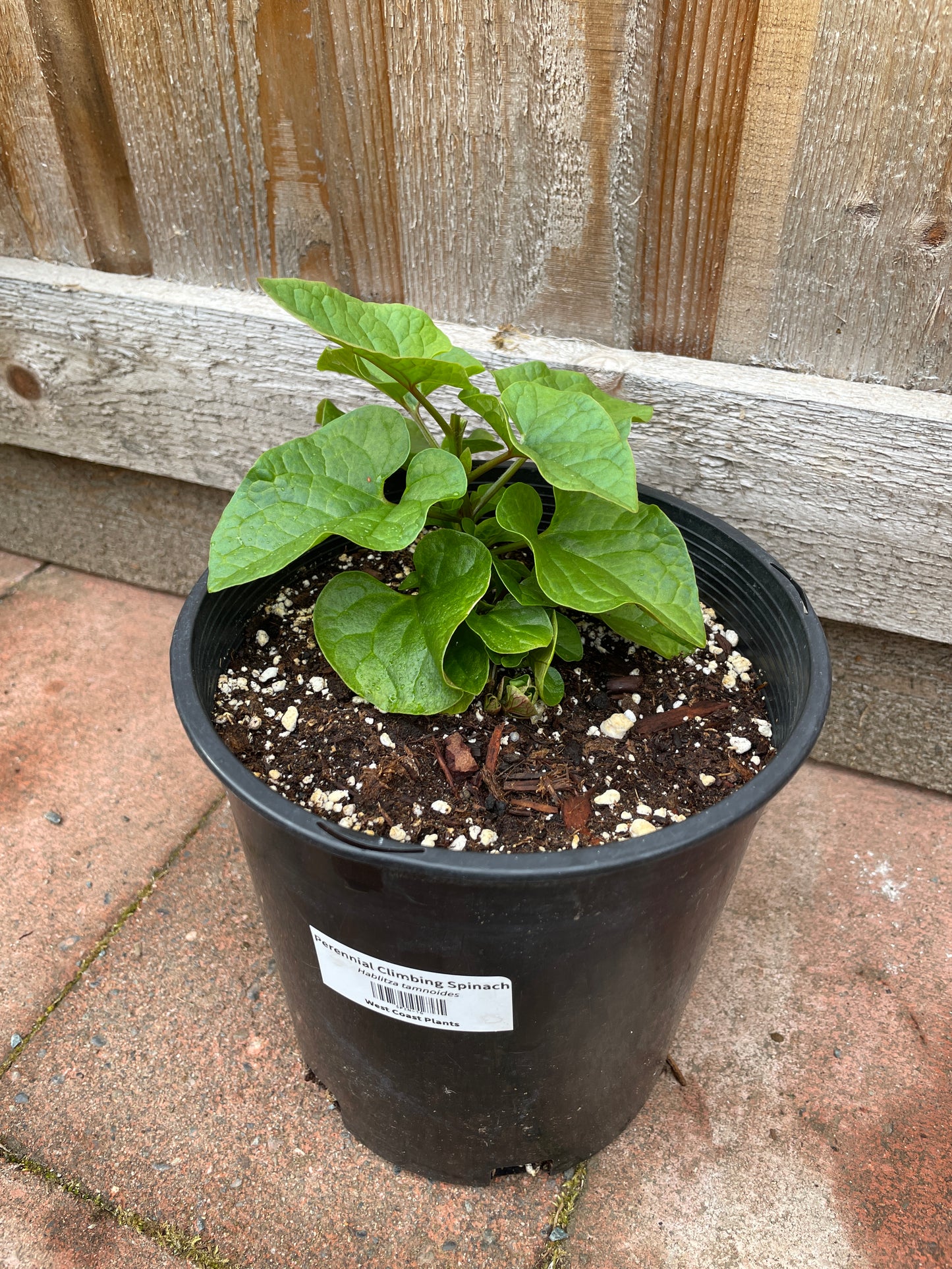 Perennial Climbing Spinach
