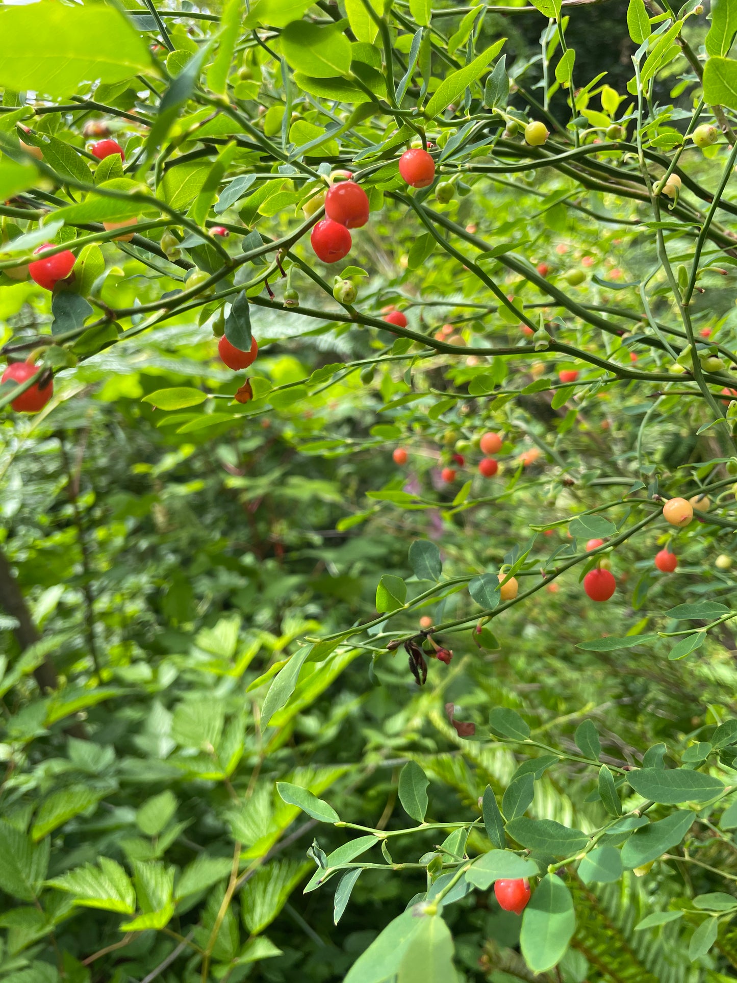 Red Huckleberry Plants