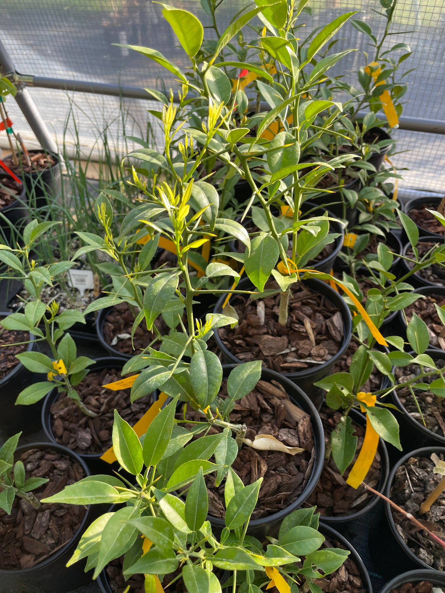 Yuzu Ichandrin (Hardy Citrus)