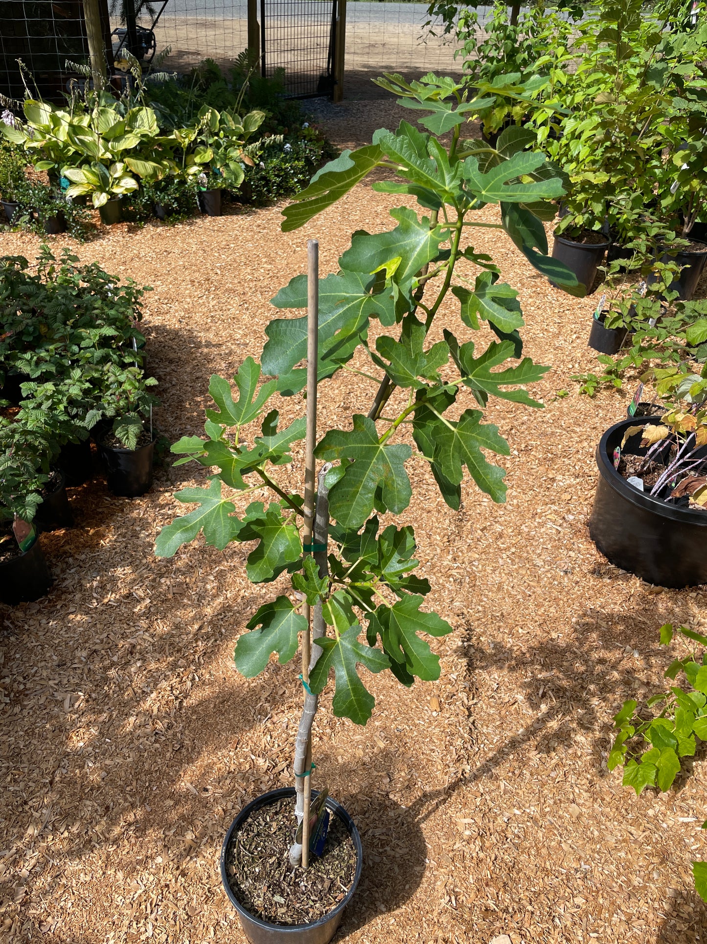 'Brown Turkey' Fig Trees