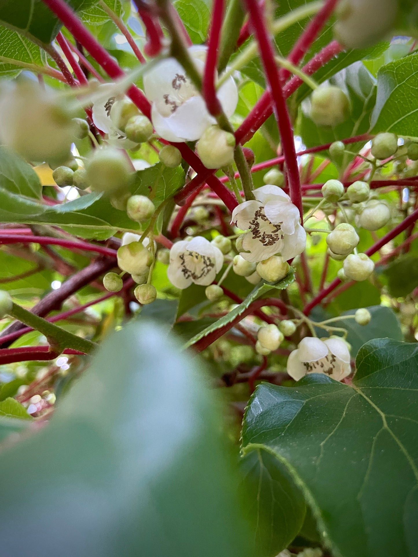Male Hardy Kiwi (Male)