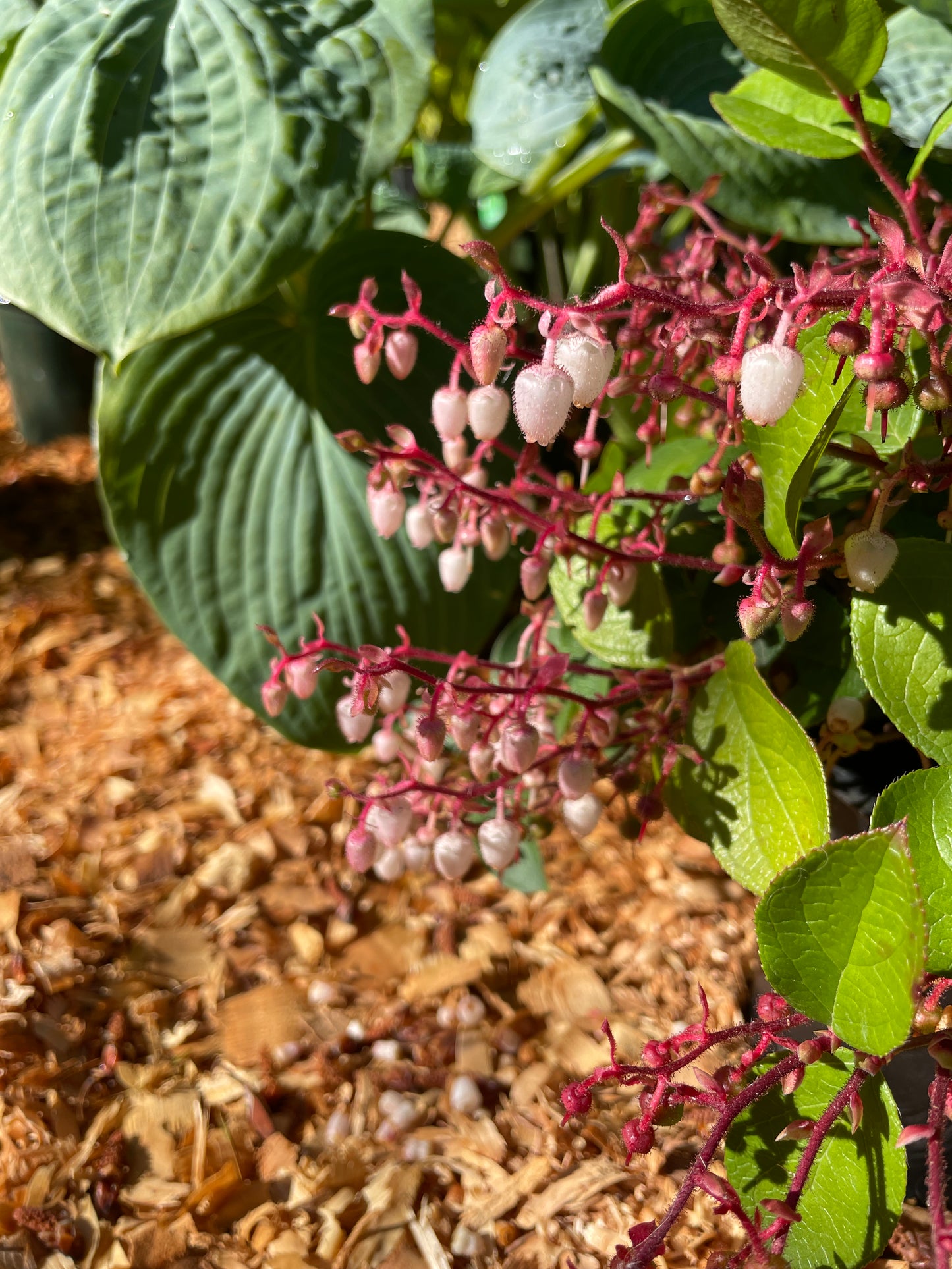 Salal Plants