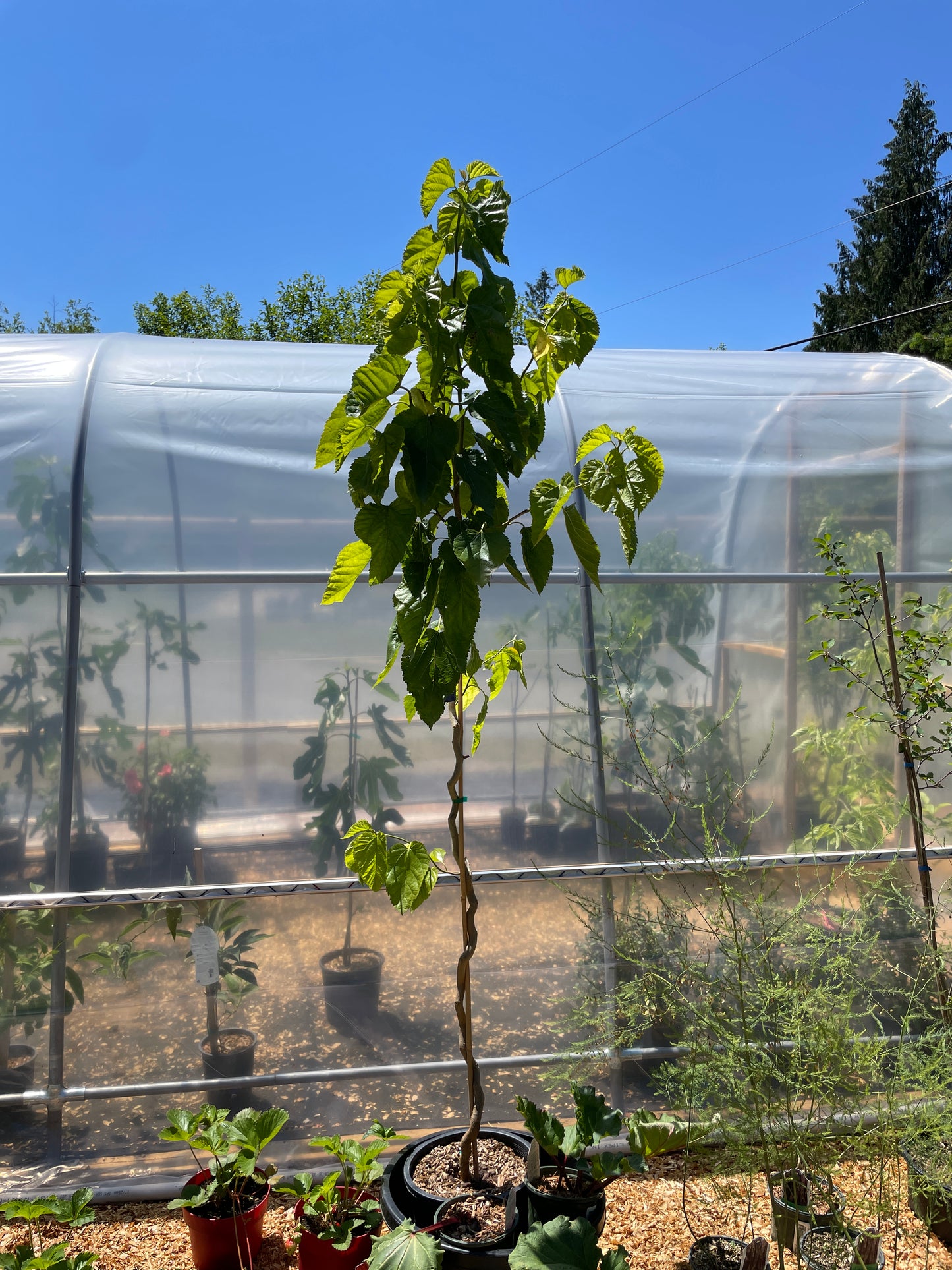 'Unryu' Contorted Mulberry Trees