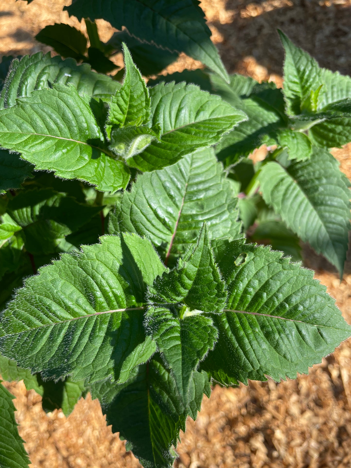 'Fireball' Bee Balm Plants