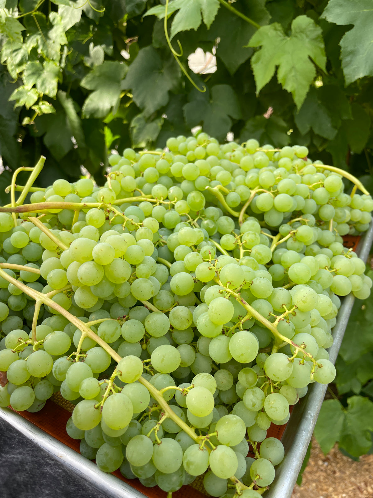 'Himrod' Seedless Table Grape