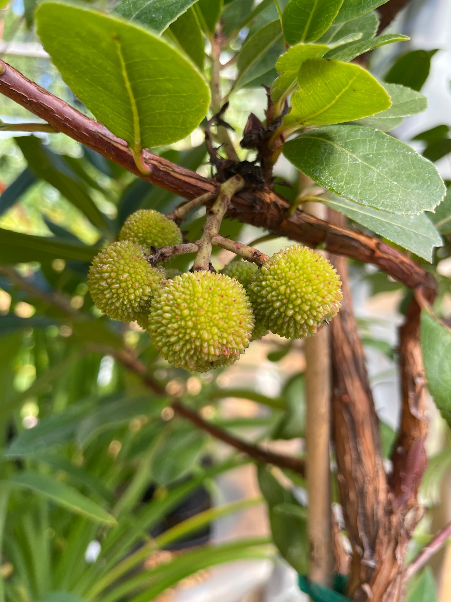 Strawberry Trees