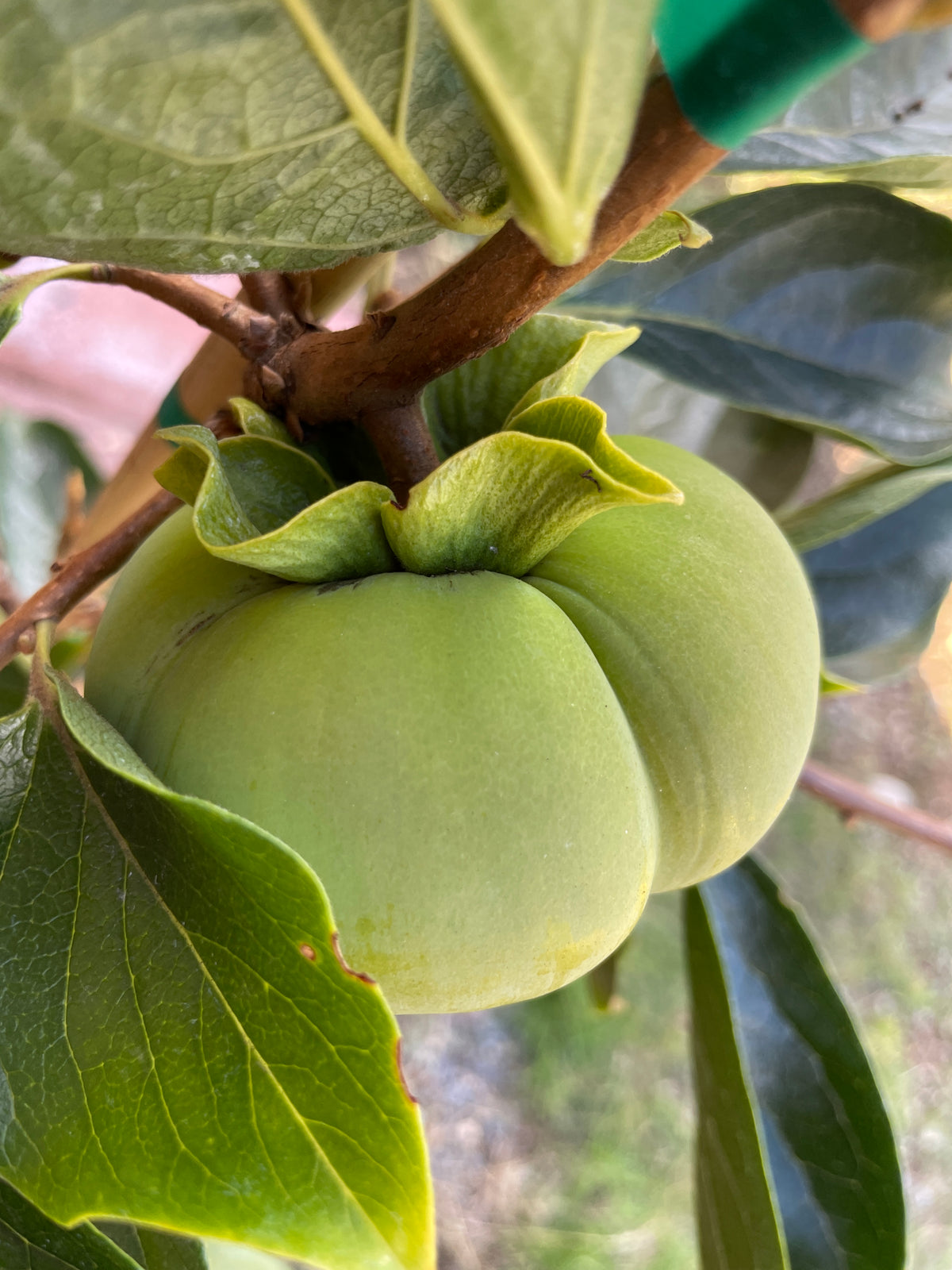 'Early Fuyu' Asian Persimmon