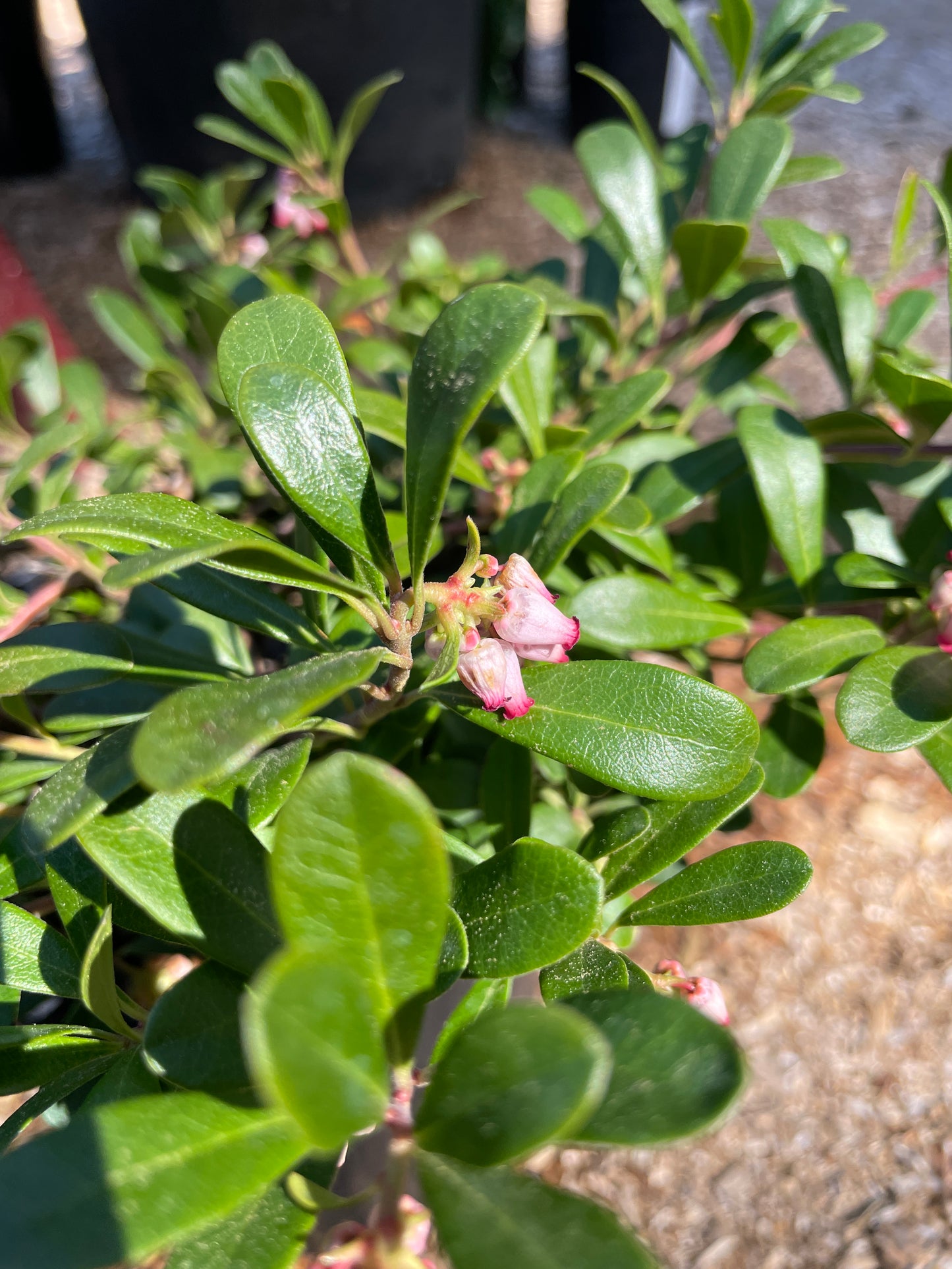 Kinnikinnick (Bearberry) Plants