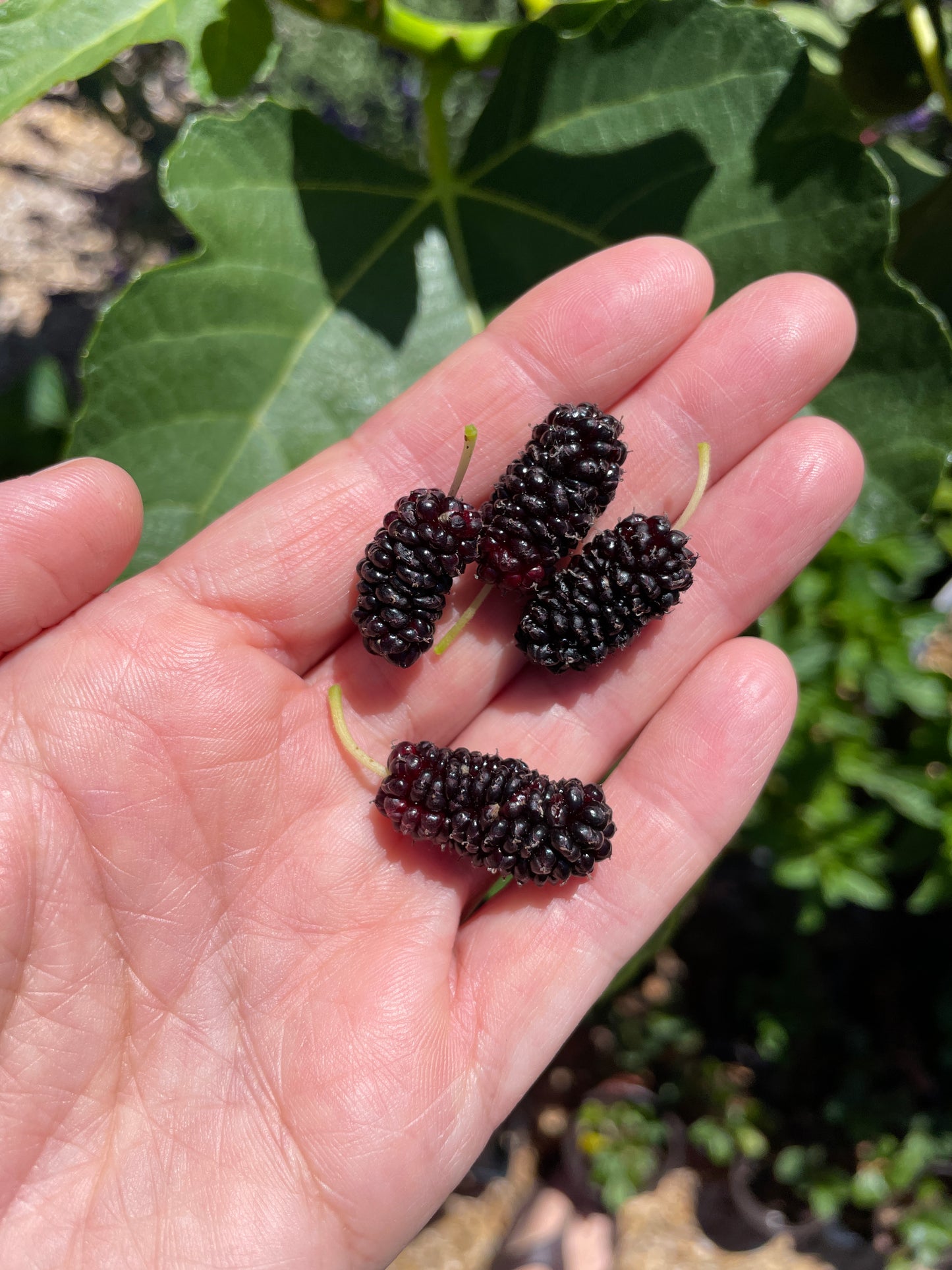 'Illinois Everbearing' Mulberry Trees