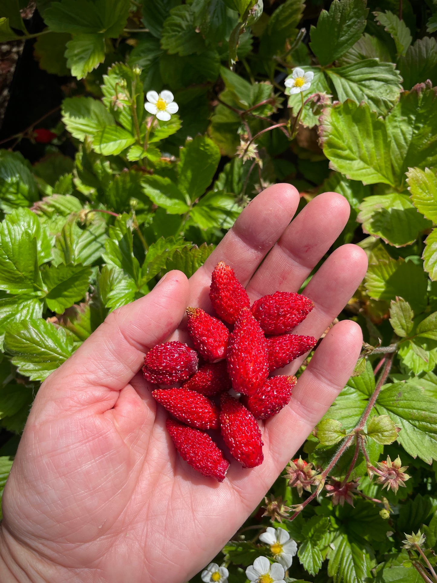 'Rügen' Alpine Everbearing Strawberry