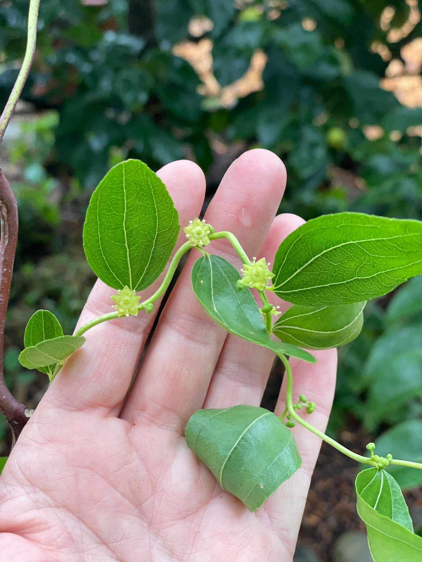 'ZigZag'™ Jujube