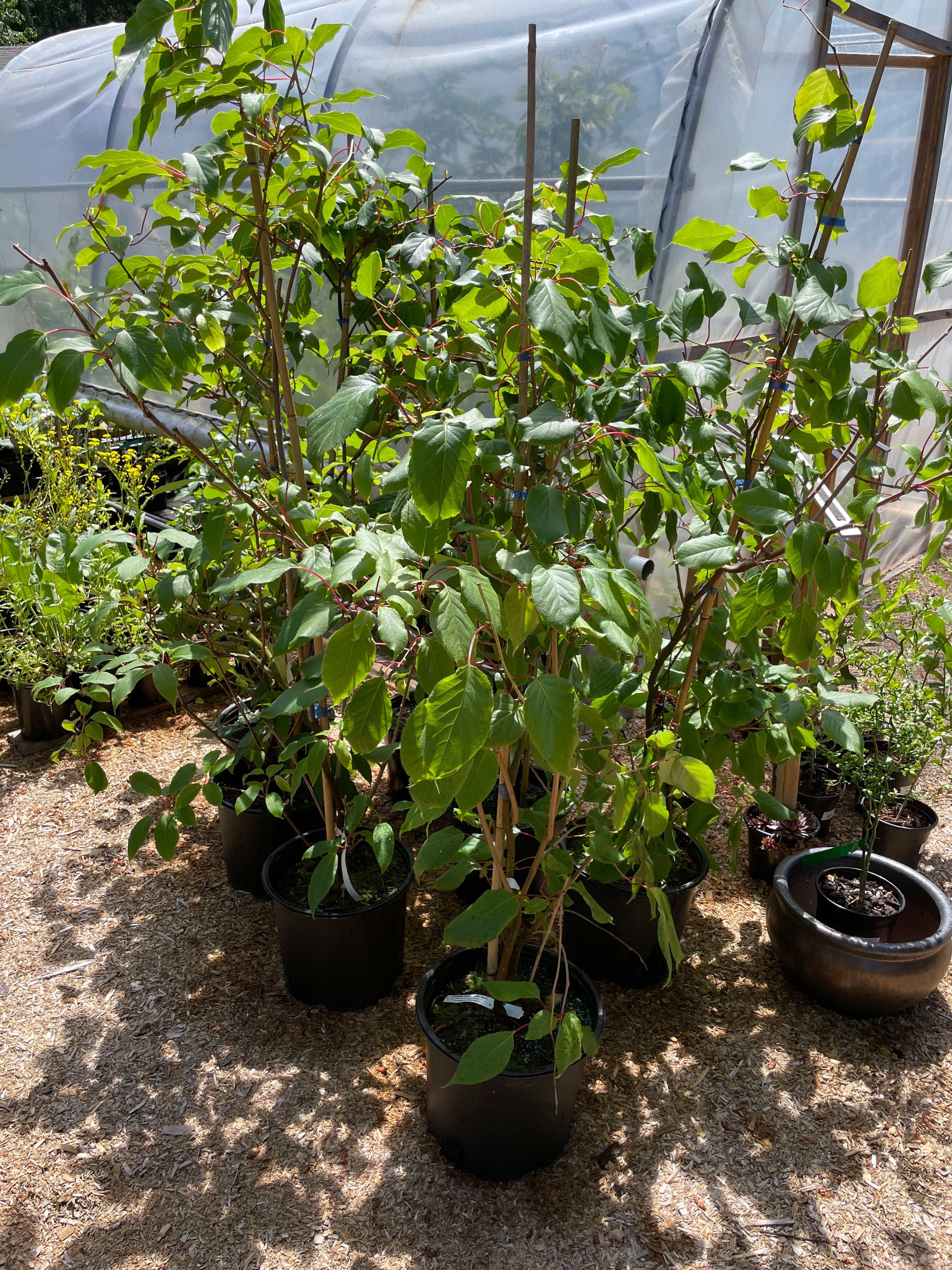 Male Hardy Kiwi Vines for sale in Canada – West Coast Plants