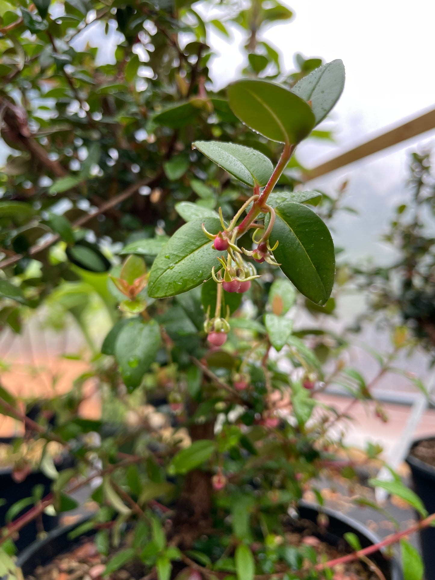 Chilean Guava Plants