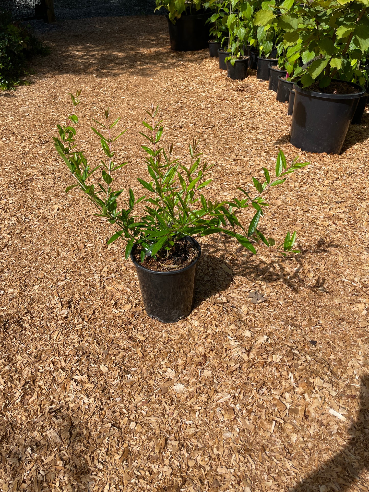 Pomegranate Plants