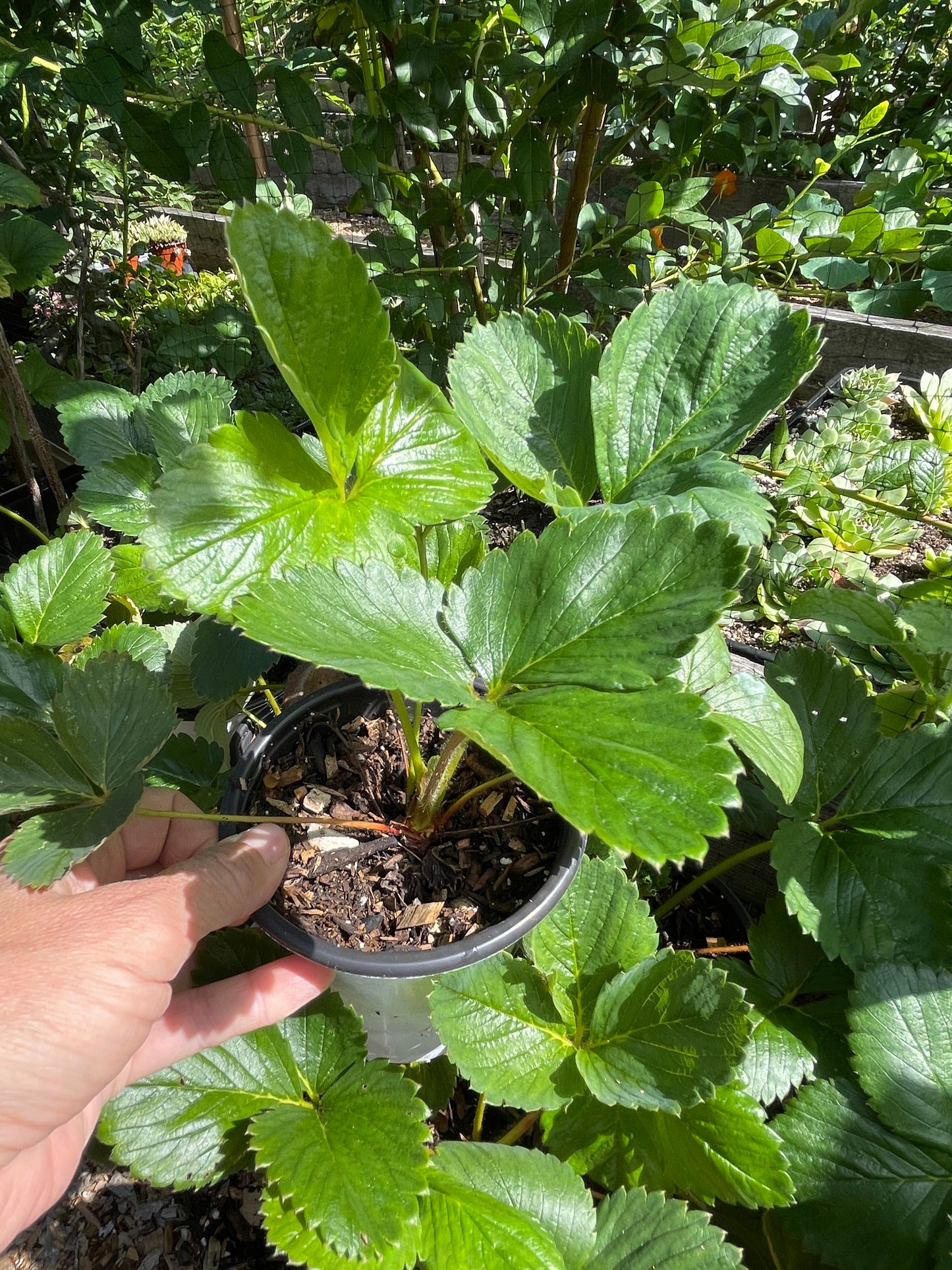 'Allstar' Strawberry Plants