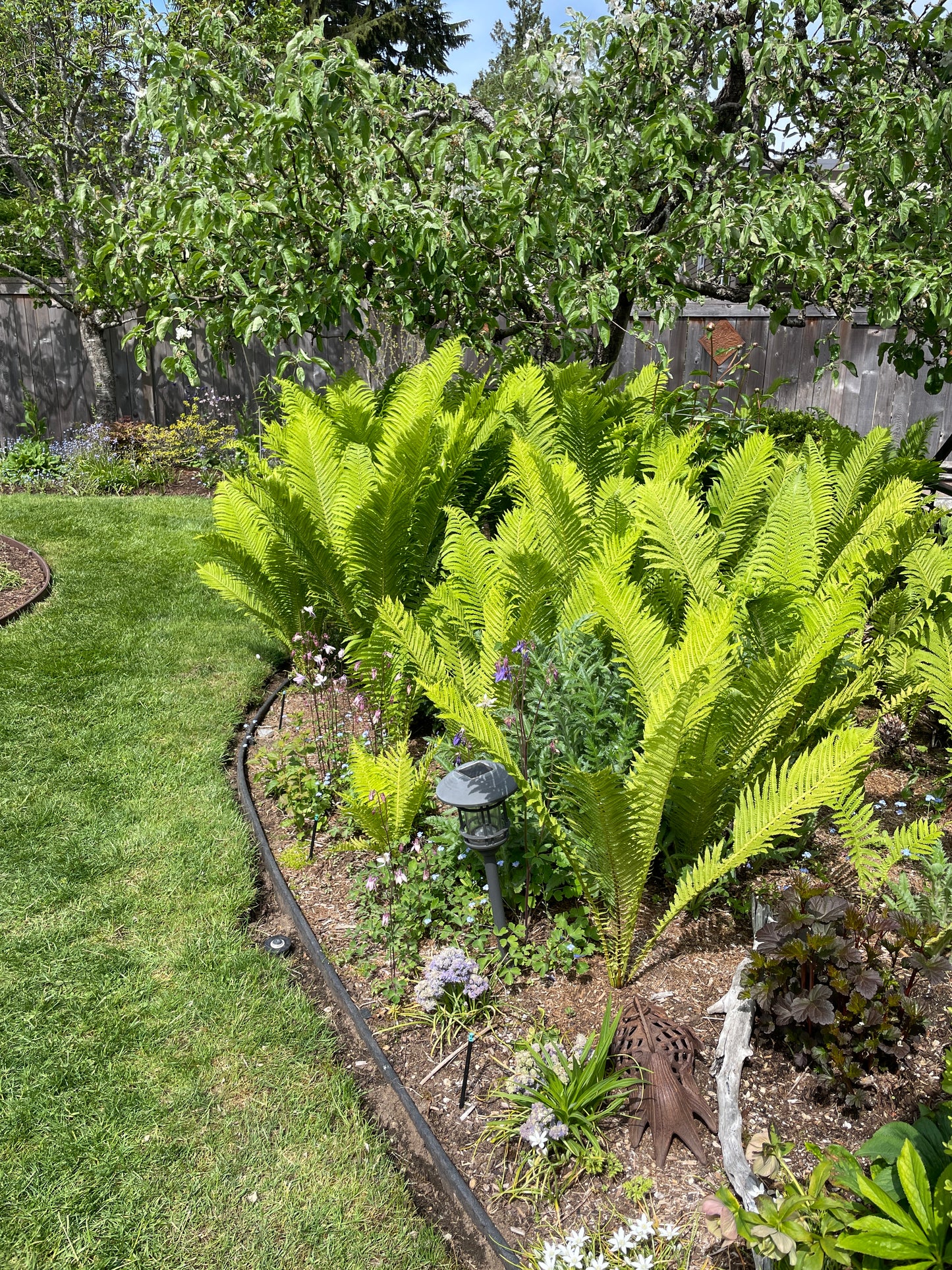 Ostrich Ferns