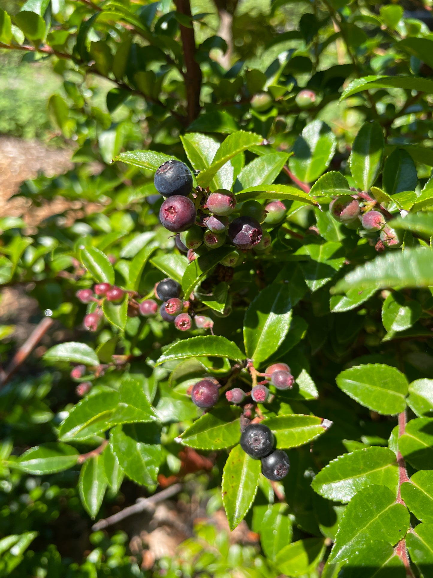 Evergreen Huckleberry Plants