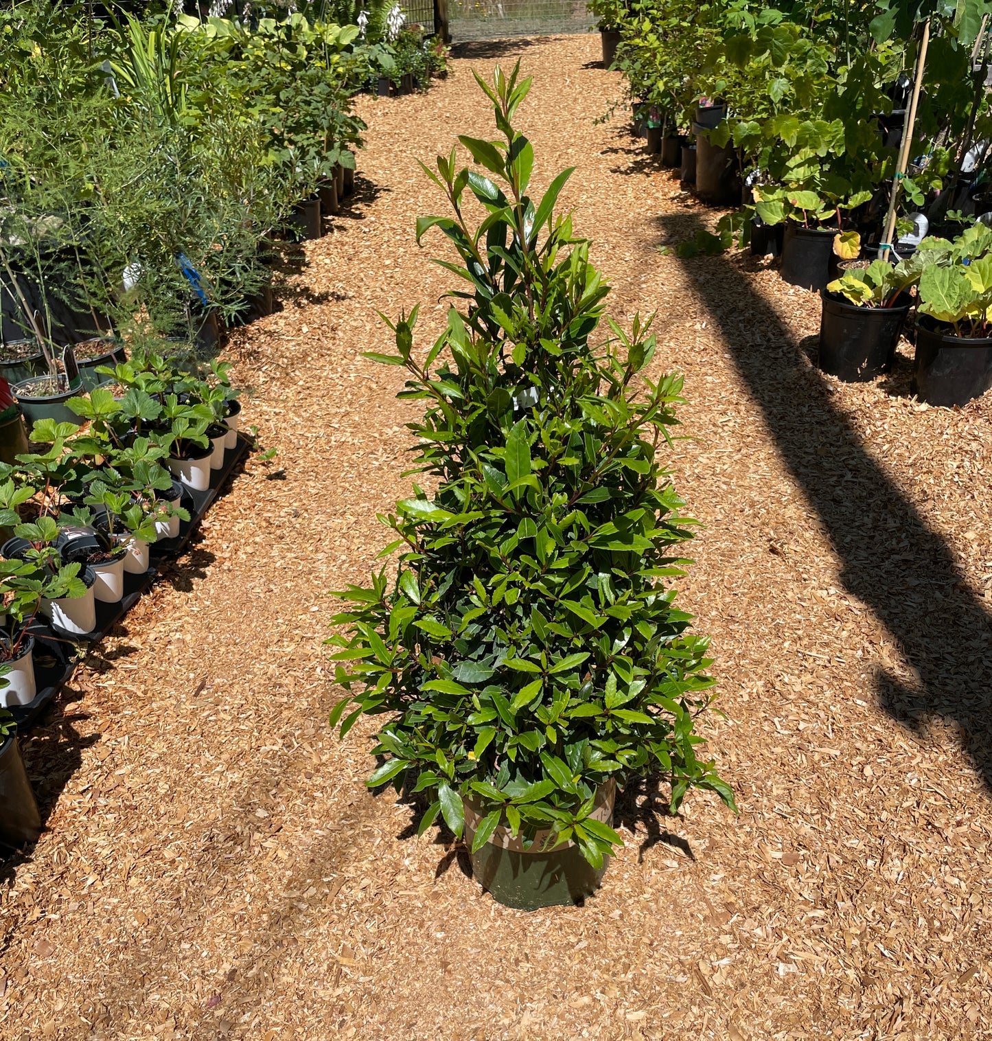 Bay Leaf Trees (Bay Laurel)