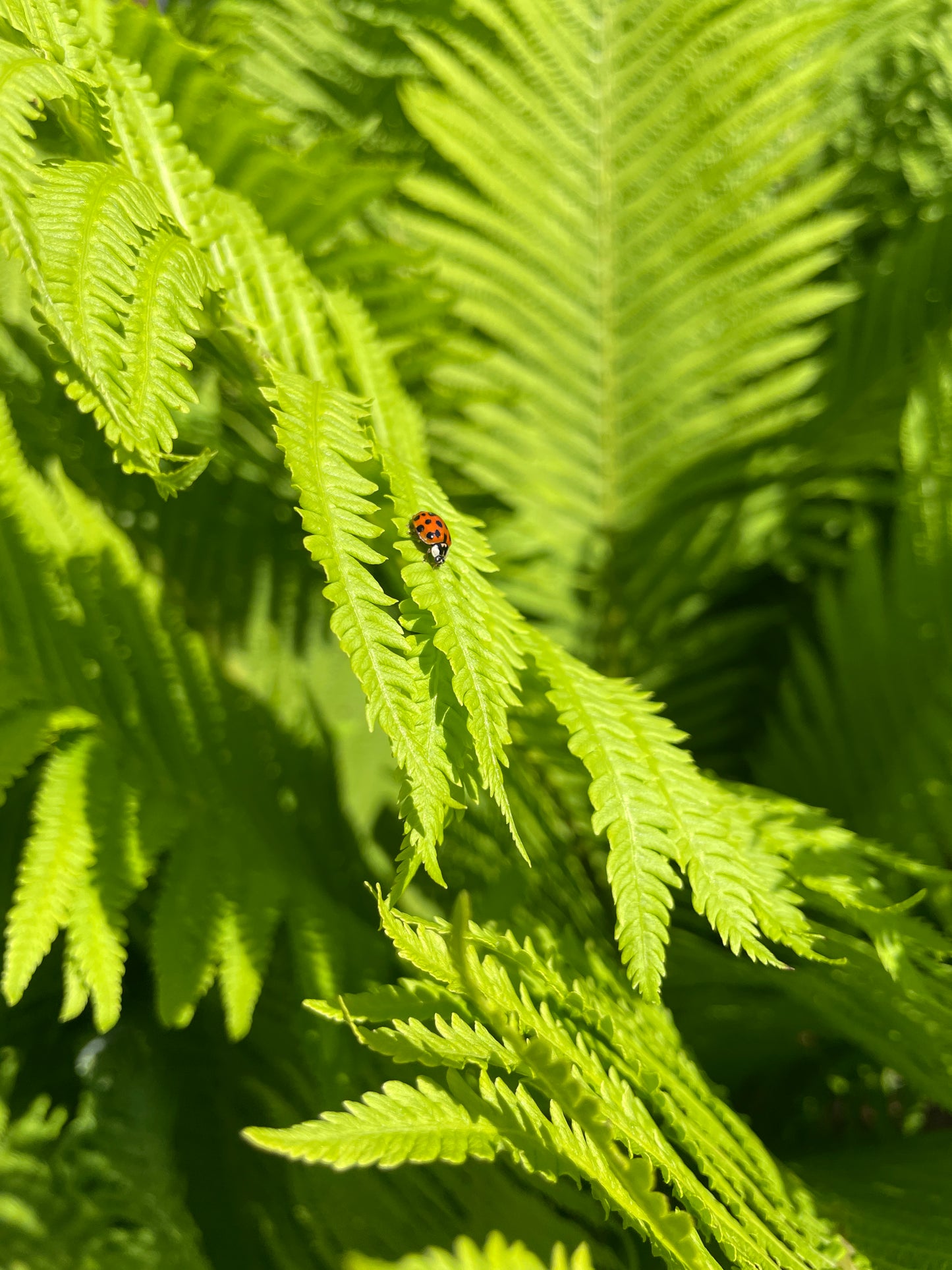 Ostrich Ferns