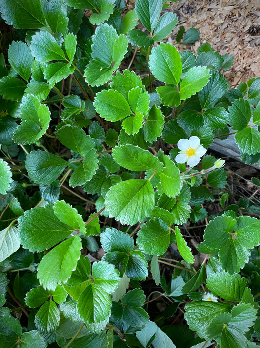 Wild Coastal Strawberry