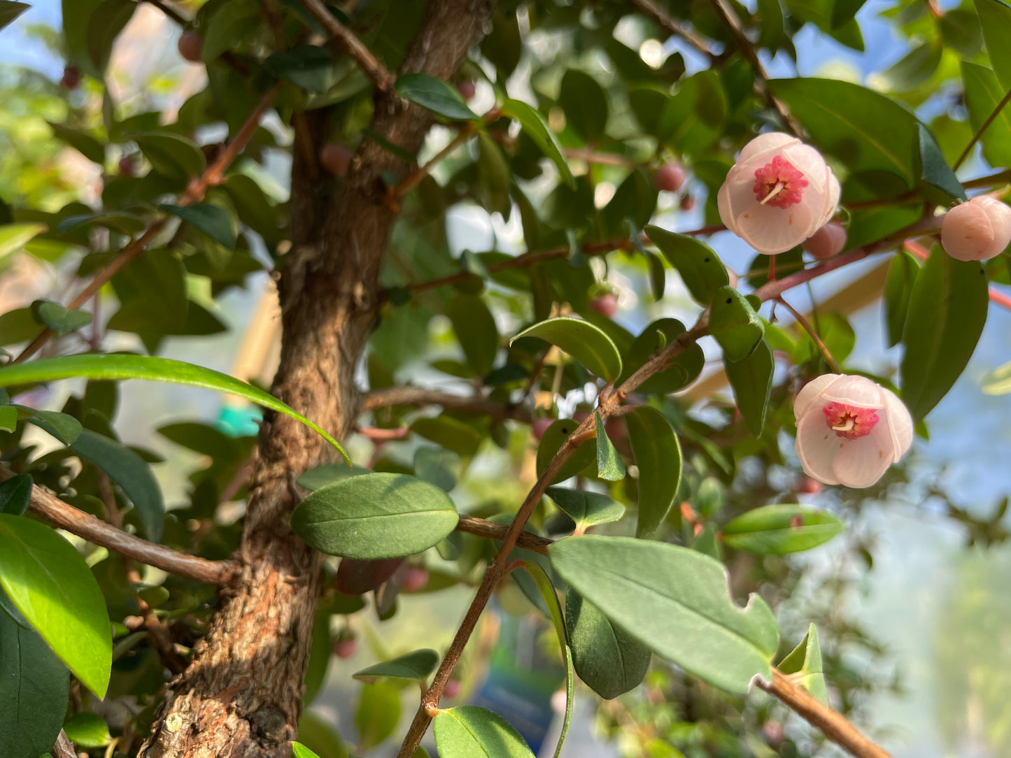 Chilean Guava Plants