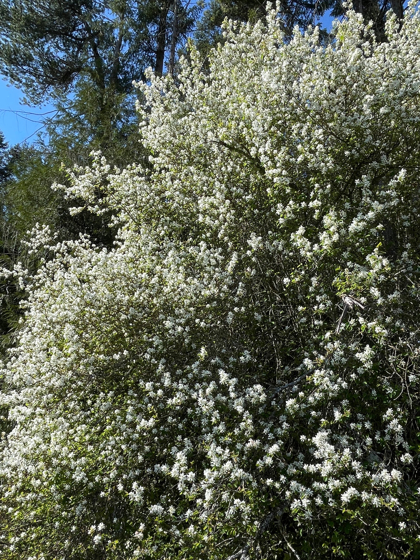 Saskatoon Serviceberry